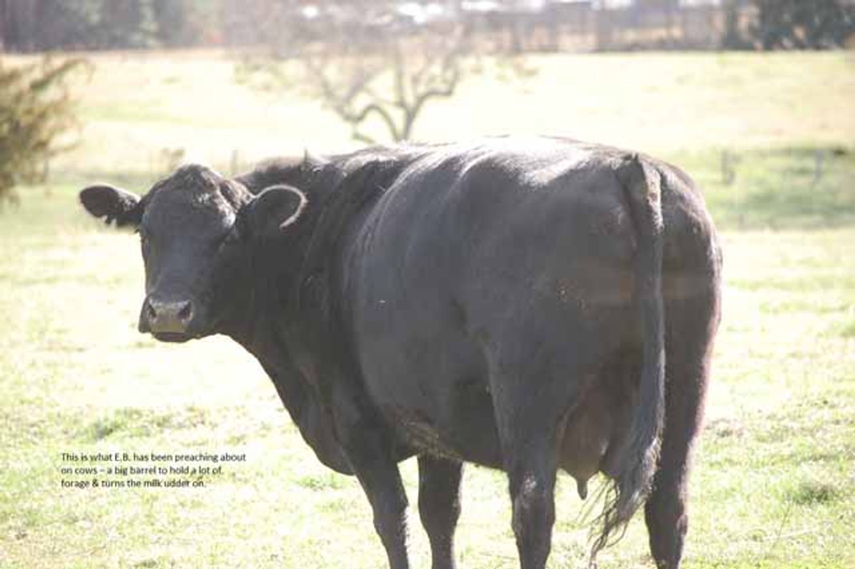 Image for Cattle Auction - Complete Herd Dispersal - Charles Lynch