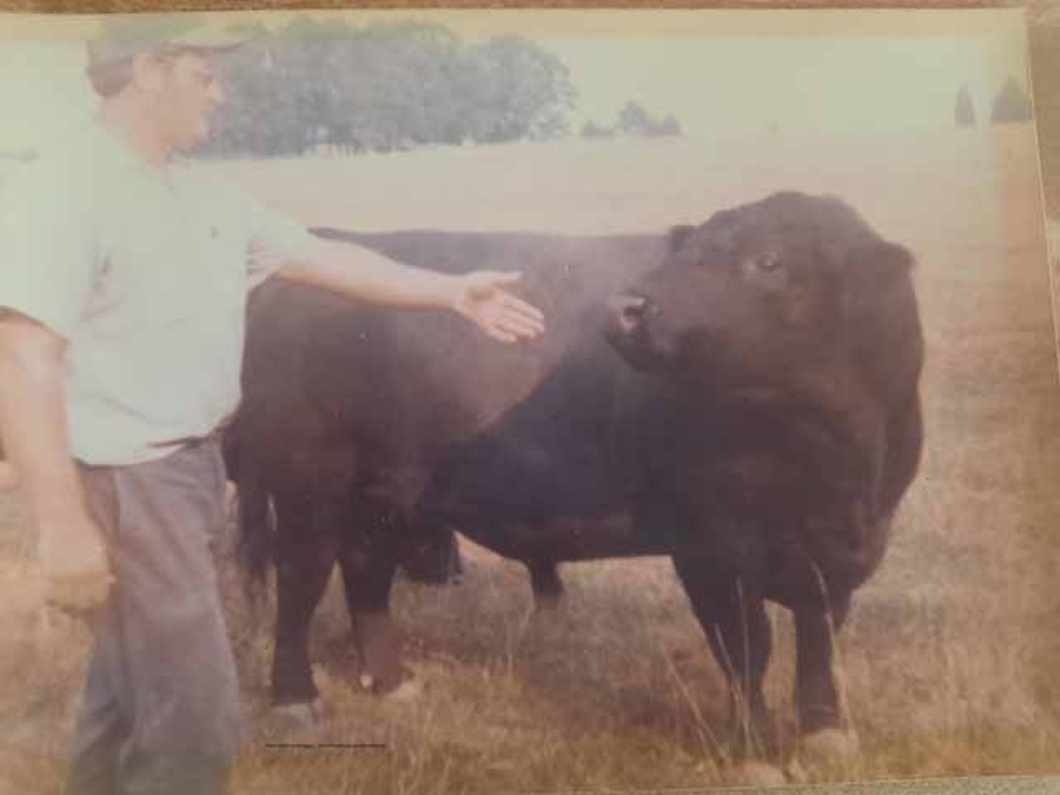 Image for Cattle Auction - Complete Herd Dispersal - Charles Lynch