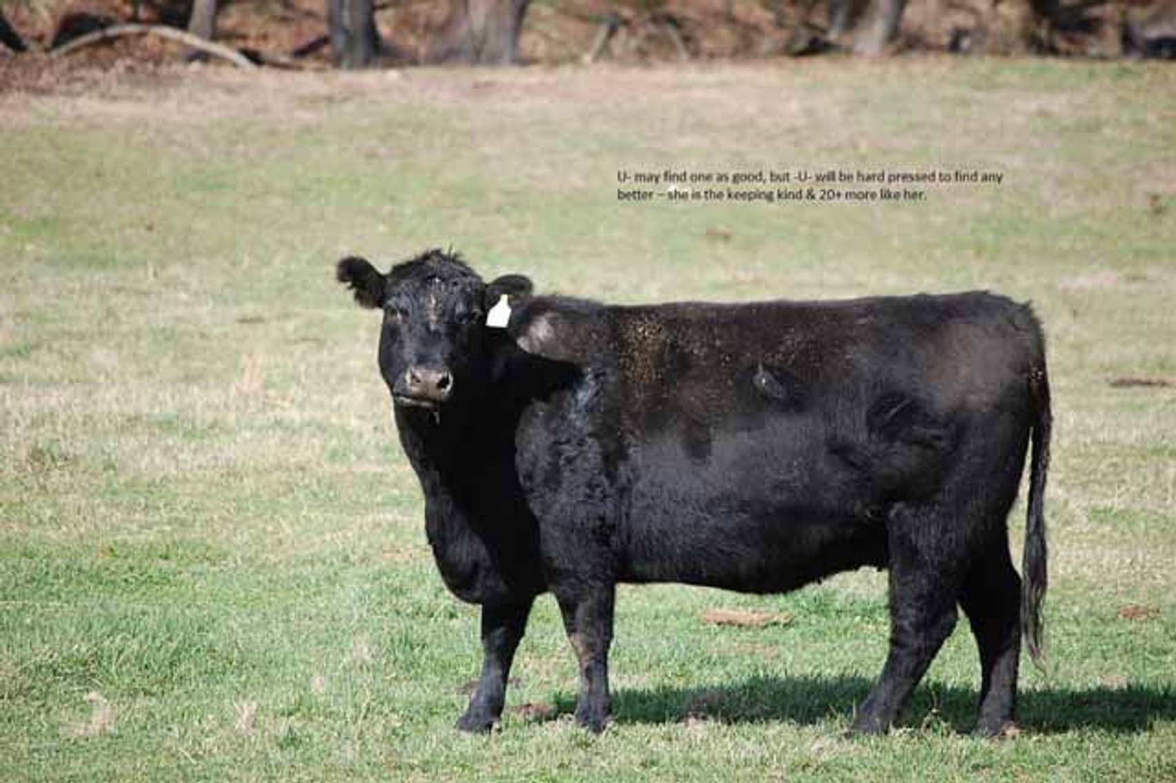 Image for Cattle Auction - Complete Herd Dispersal - Charles Lynch