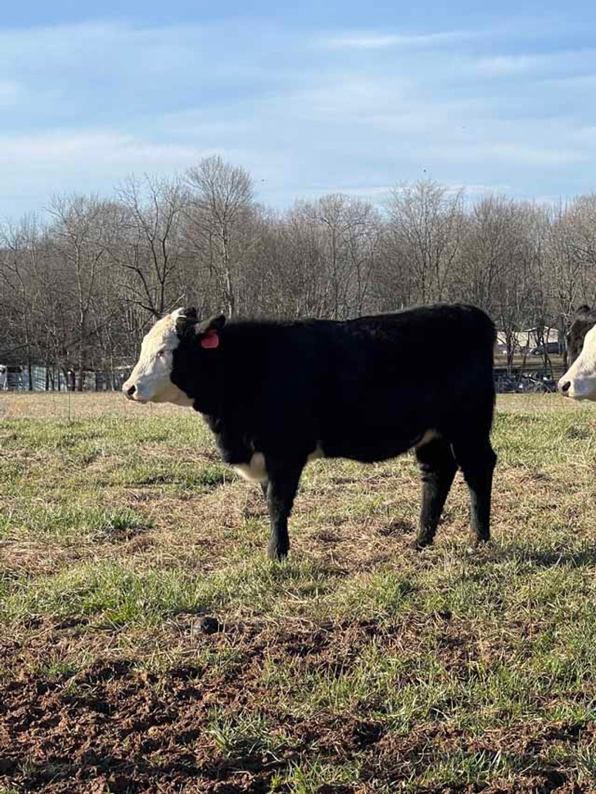 Image for Cattle Auction - Complete Herd Dispersal - Charles Lynch
