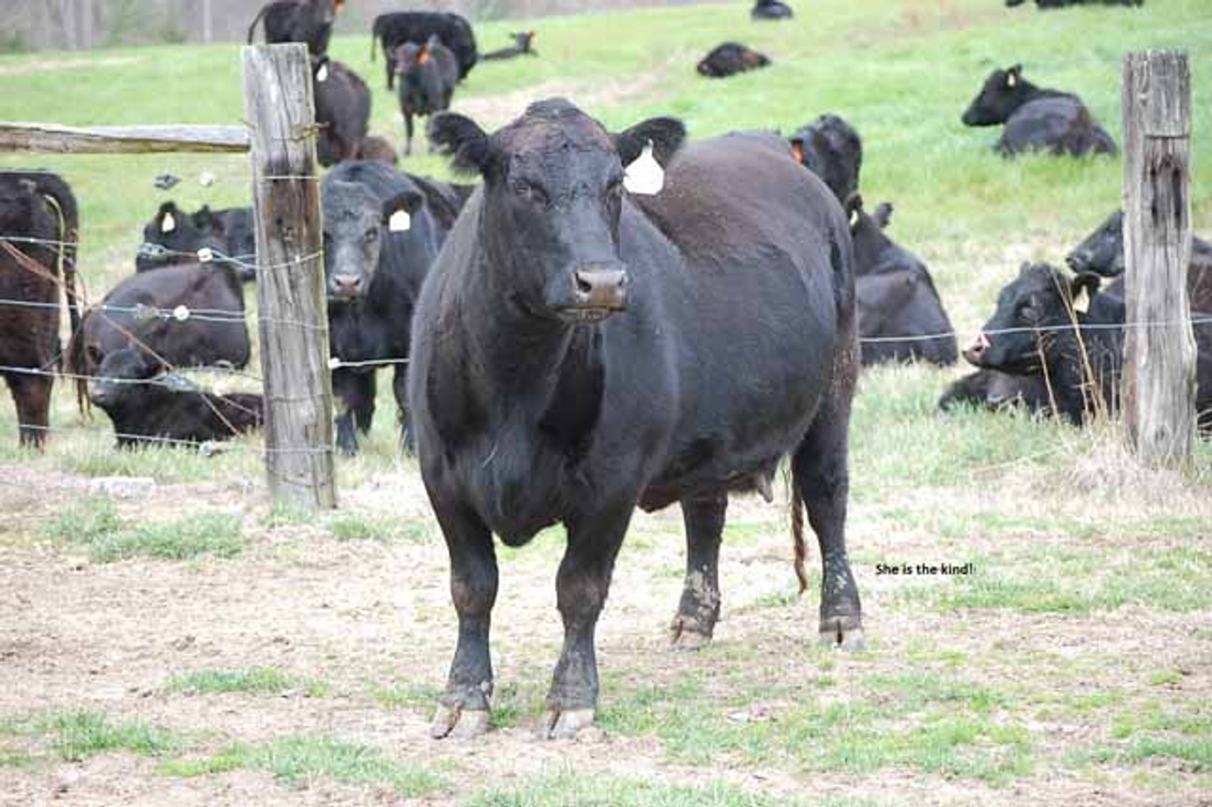 Image for Cattle Auction - Complete Herd Dispersal - Charles Lynch