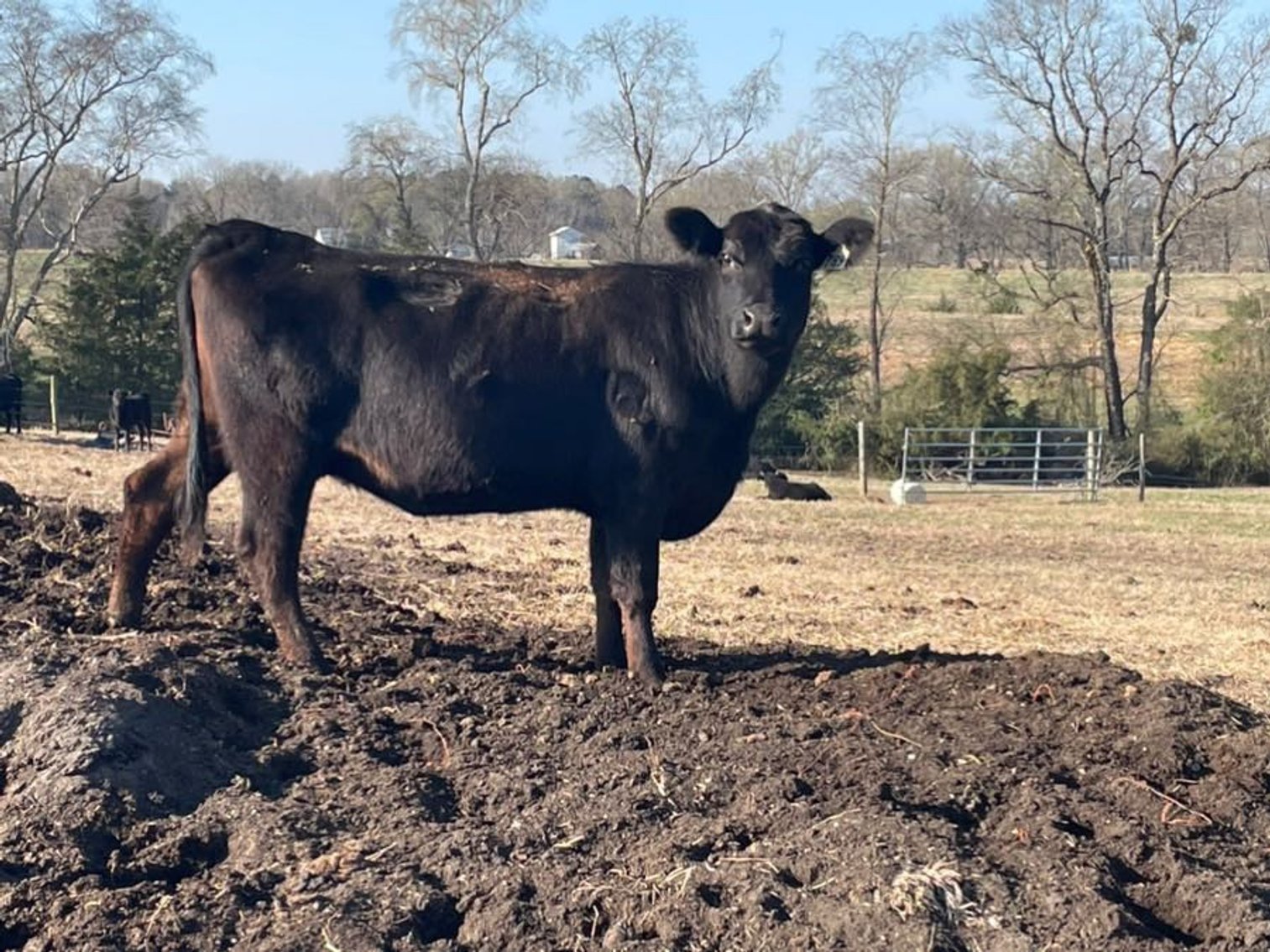 Image for Cattle Auction - Complete Herd Dispersal - Charles Lynch