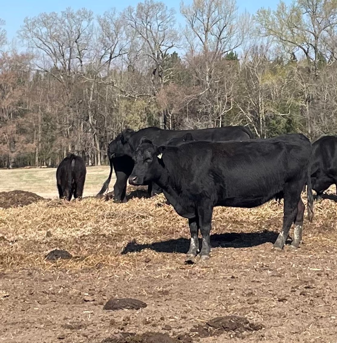 Image for Cattle Auction - Complete Herd Dispersal - Charles Lynch