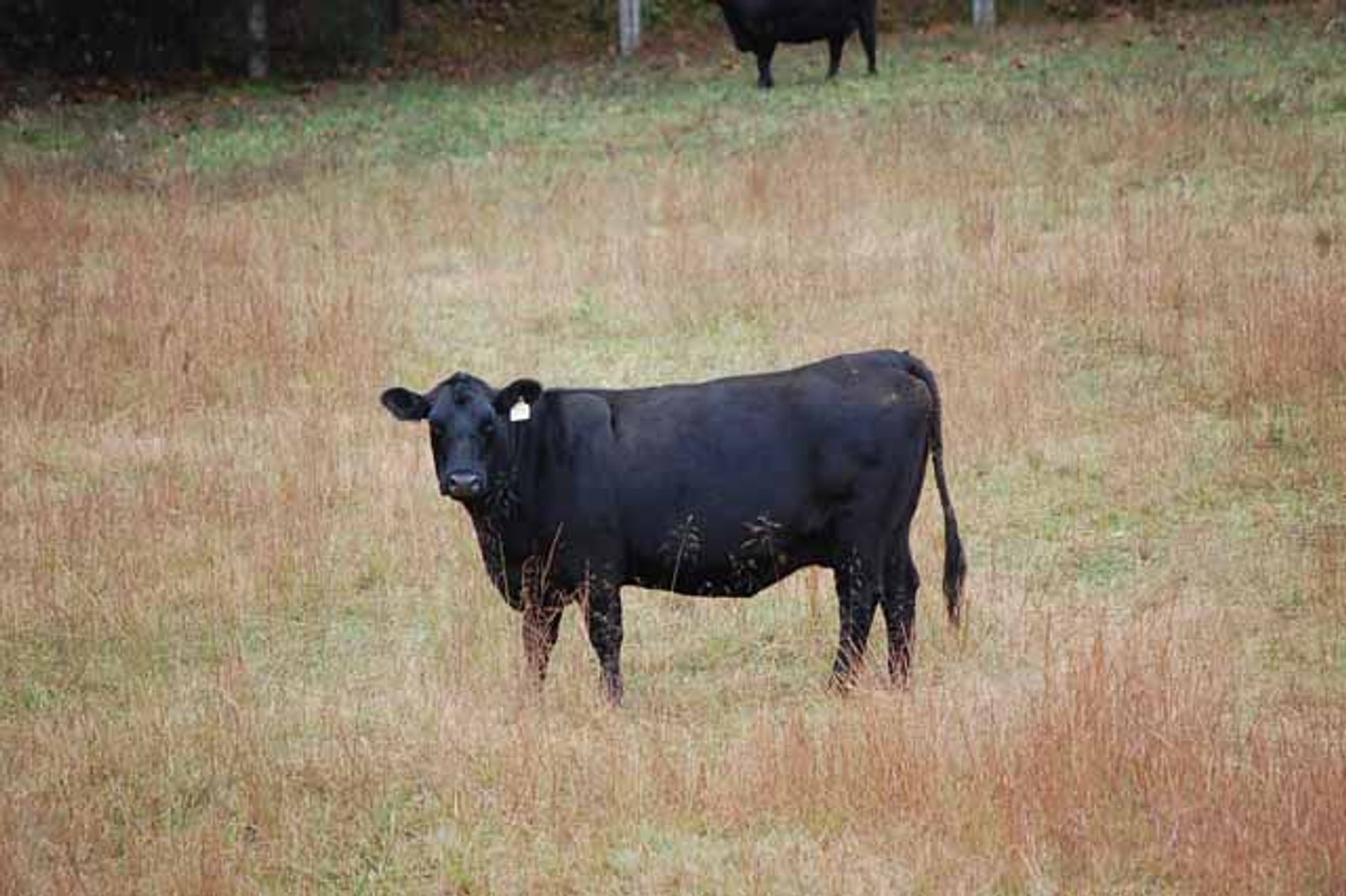 Image for Cattle Auction - Complete Herd Dispersal - Charles Lynch