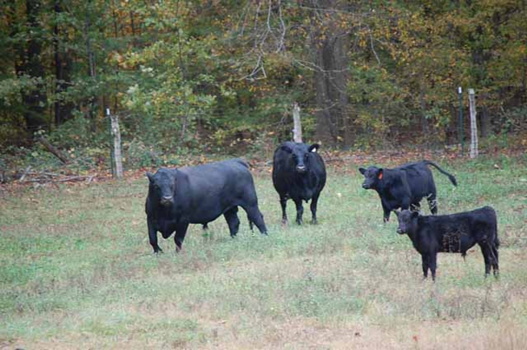 Image for Cattle Auction - Complete Herd Dispersal - Charles Lynch