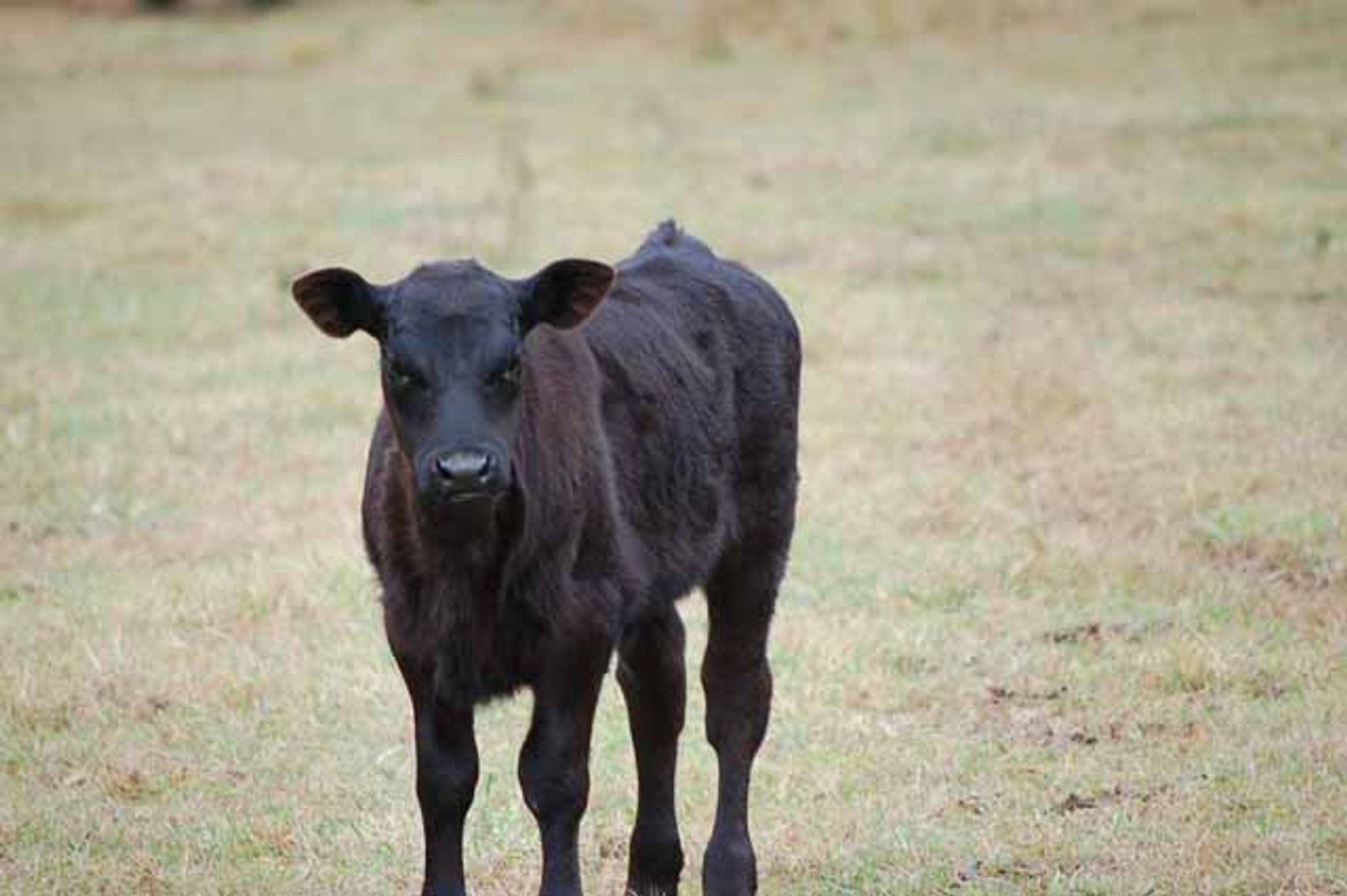 Image for Cattle Auction - Complete Herd Dispersal - Charles Lynch