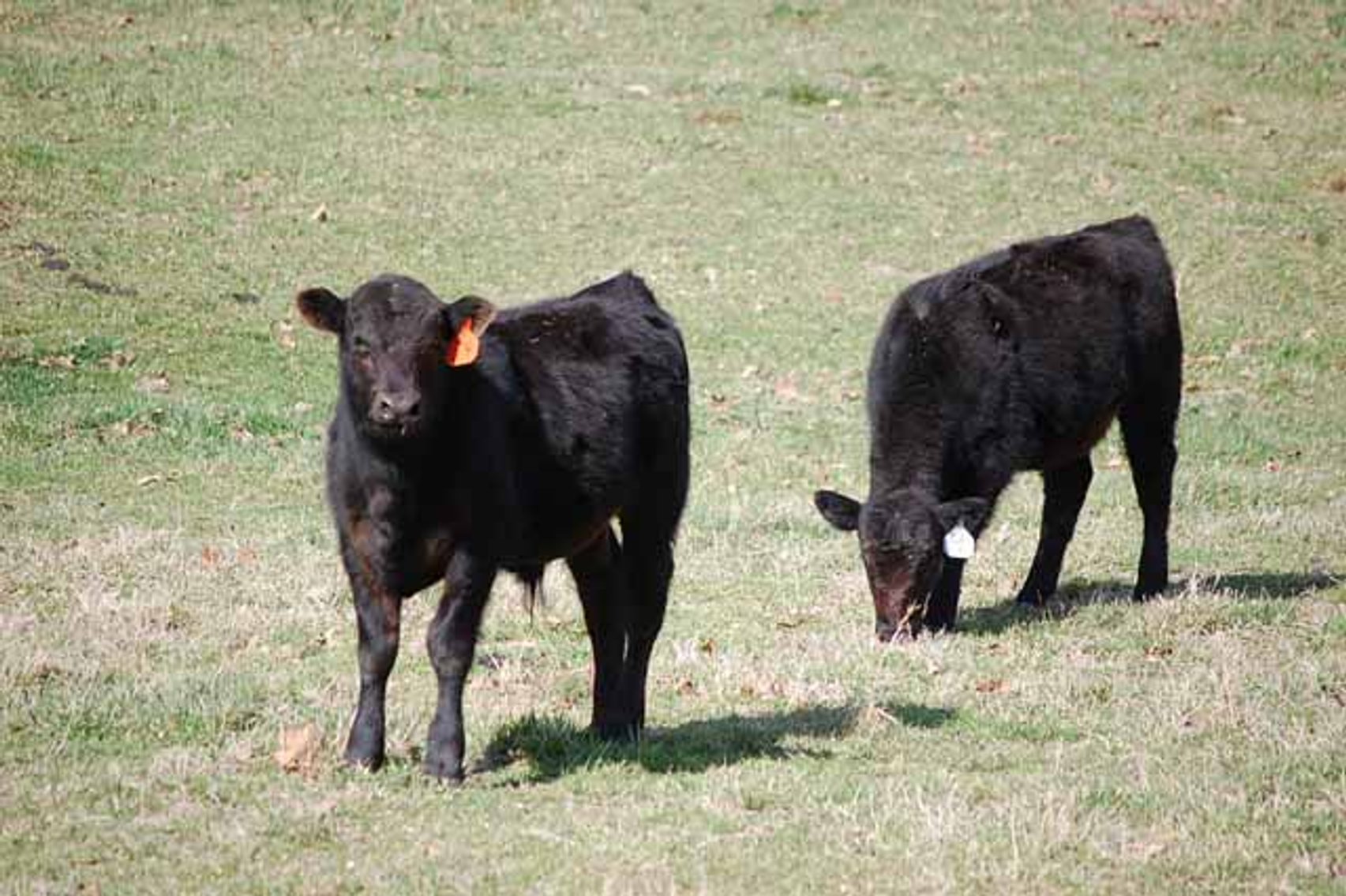 Image for Cattle Auction - Complete Herd Dispersal - Charles Lynch