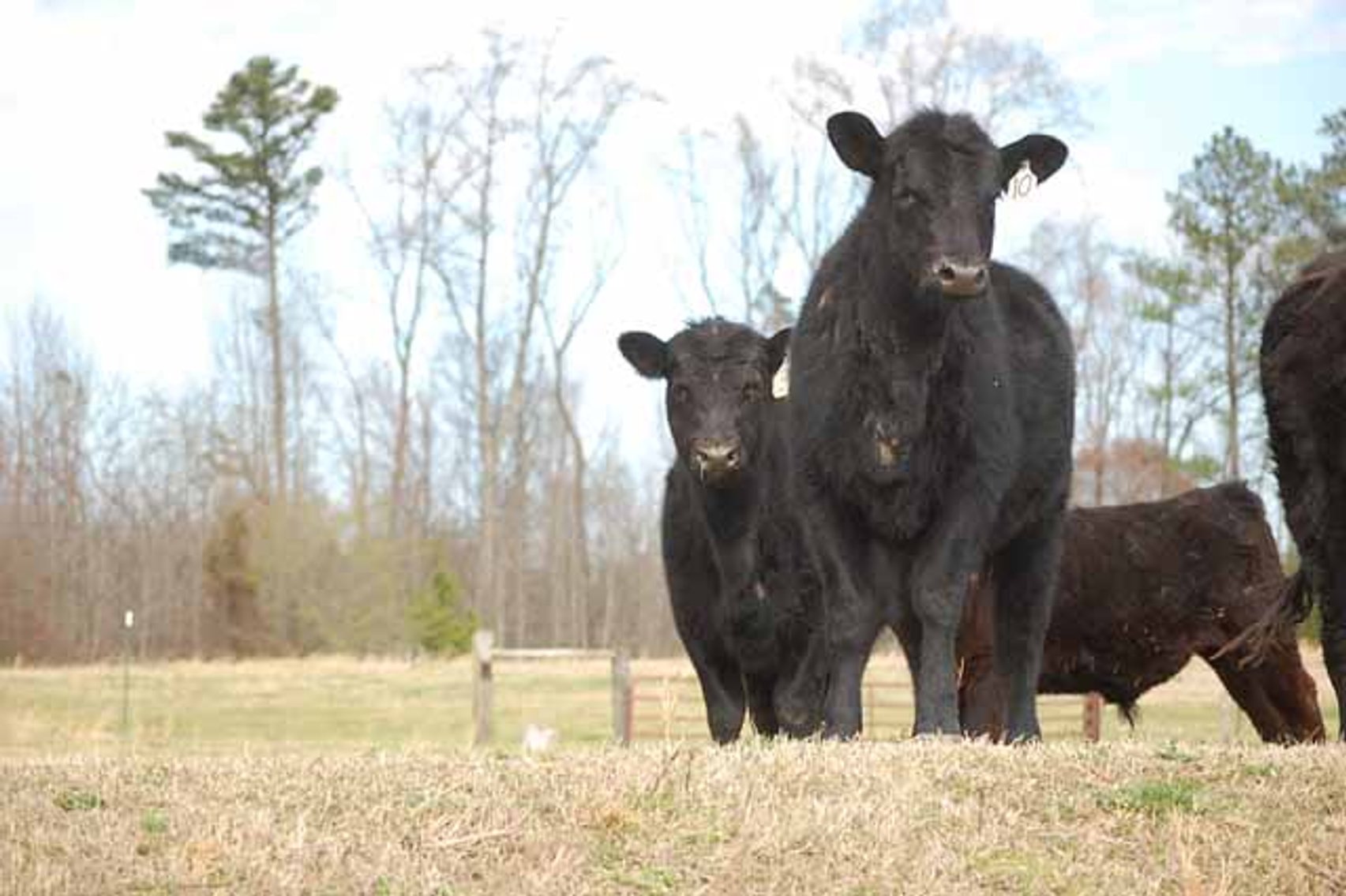 Image for Cattle Auction - Complete Herd Dispersal - Charles Lynch