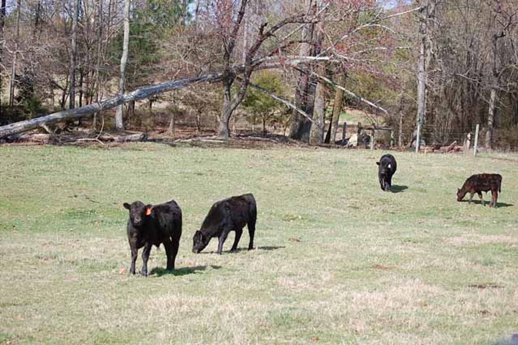 Image for Cattle Auction - Complete Herd Dispersal - Charles Lynch