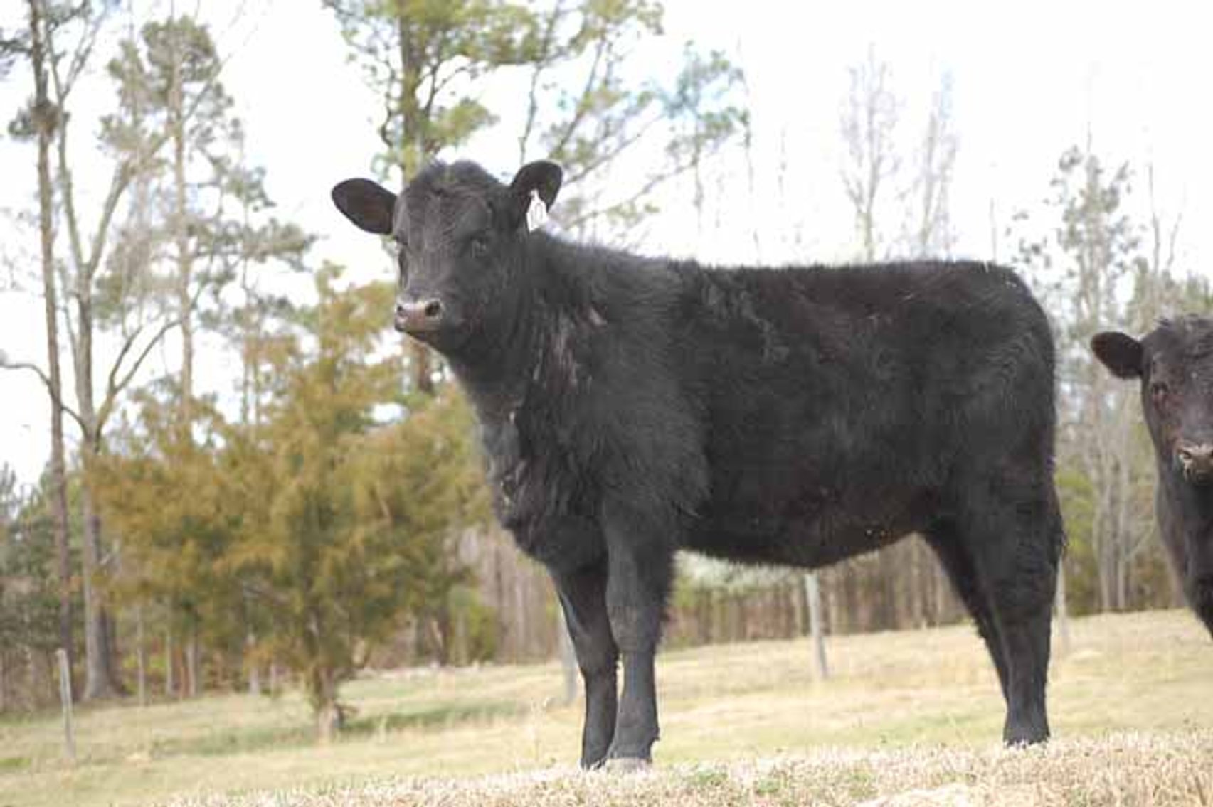 Image for Cattle Auction - Complete Herd Dispersal - Charles Lynch