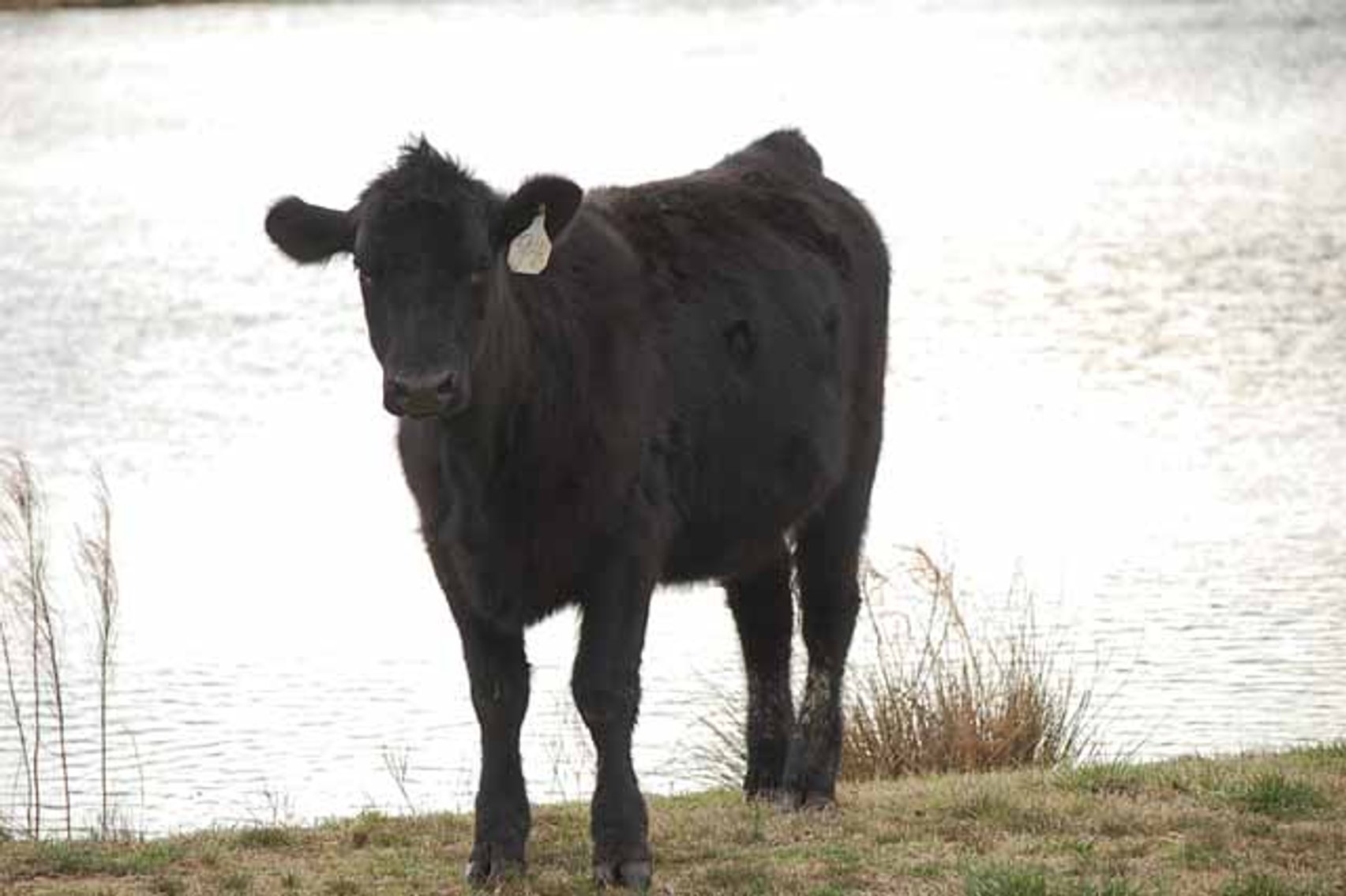 Image for Cattle Auction - Complete Herd Dispersal - Charles Lynch