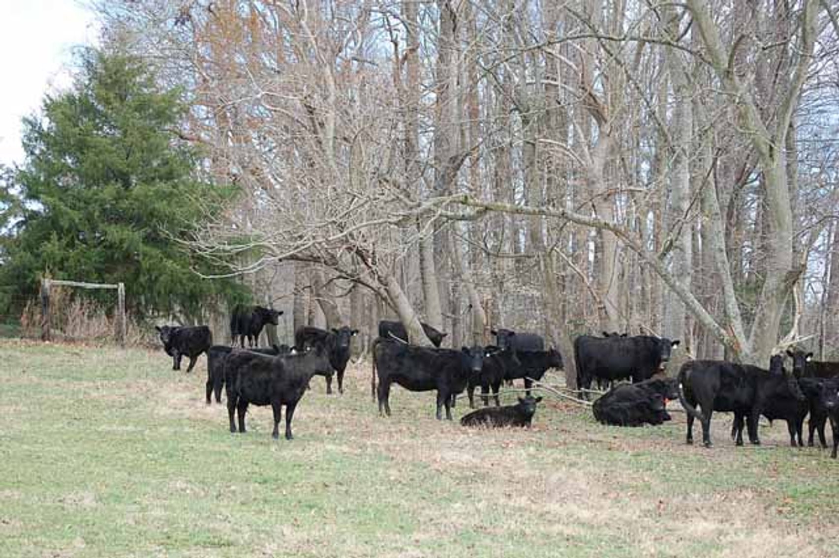Image for Cattle Auction - Complete Herd Dispersal - Charles Lynch