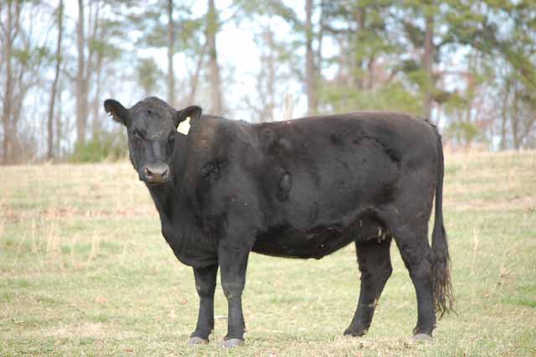 Image for Cattle Auction - Complete Herd Dispersal - Charles Lynch