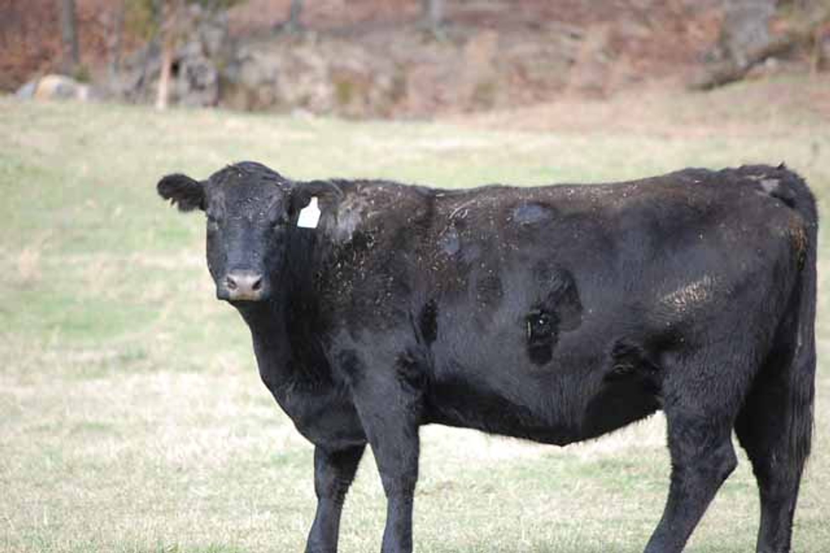Image for Cattle Auction - Complete Herd Dispersal - Charles Lynch