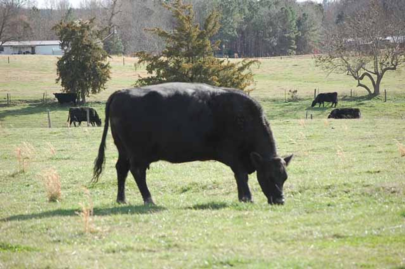 Image for Cattle Auction - Complete Herd Dispersal - Charles Lynch