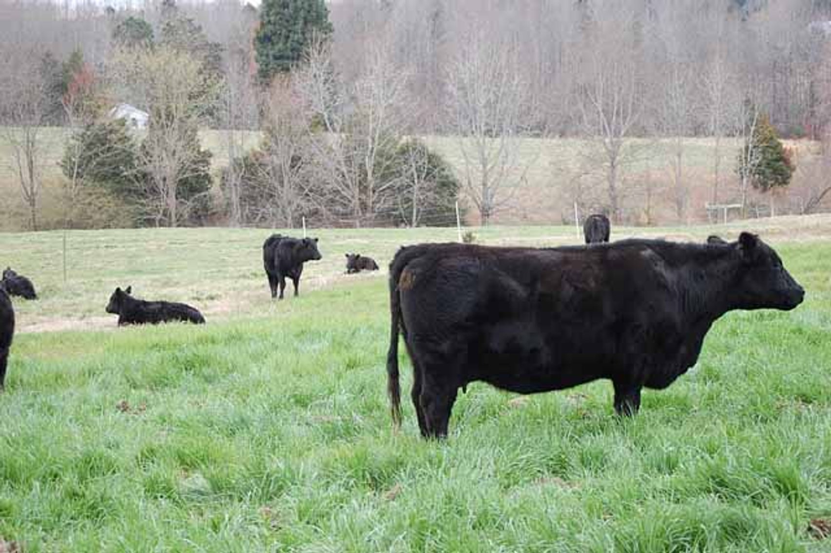 Image for Cattle Auction - Complete Herd Dispersal - Charles Lynch
