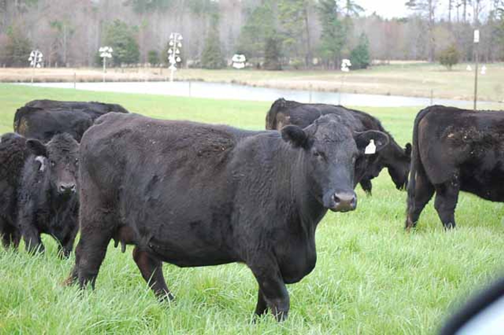 Image for Cattle Auction - Complete Herd Dispersal - Charles Lynch