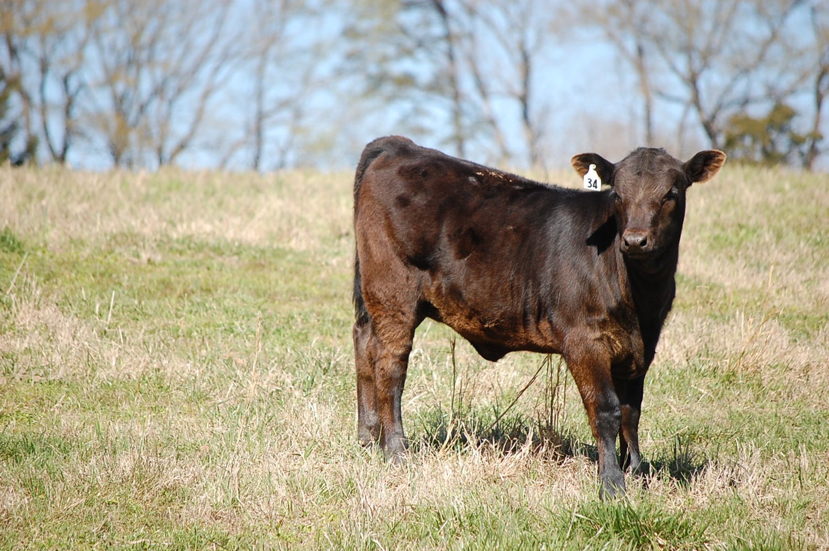 Image for CATTLE AUCTION - RIAN WILDER