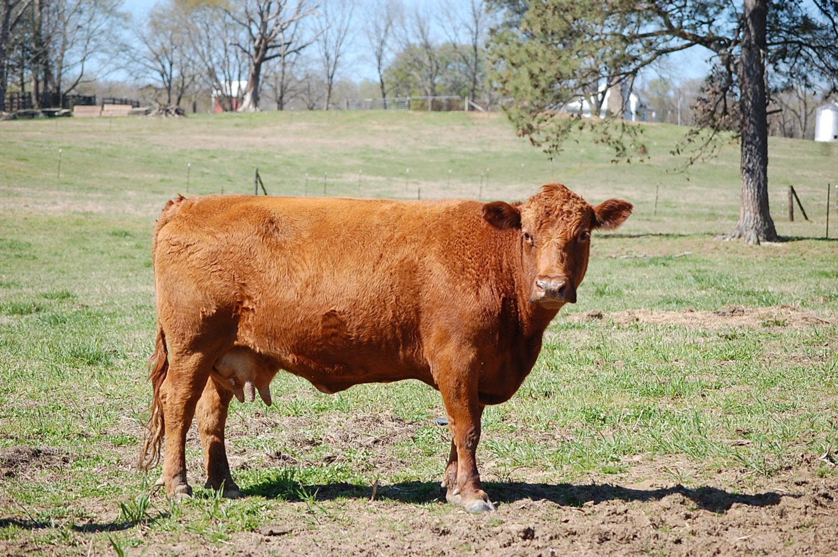 Image for CATTLE AUCTION - RIAN WILDER