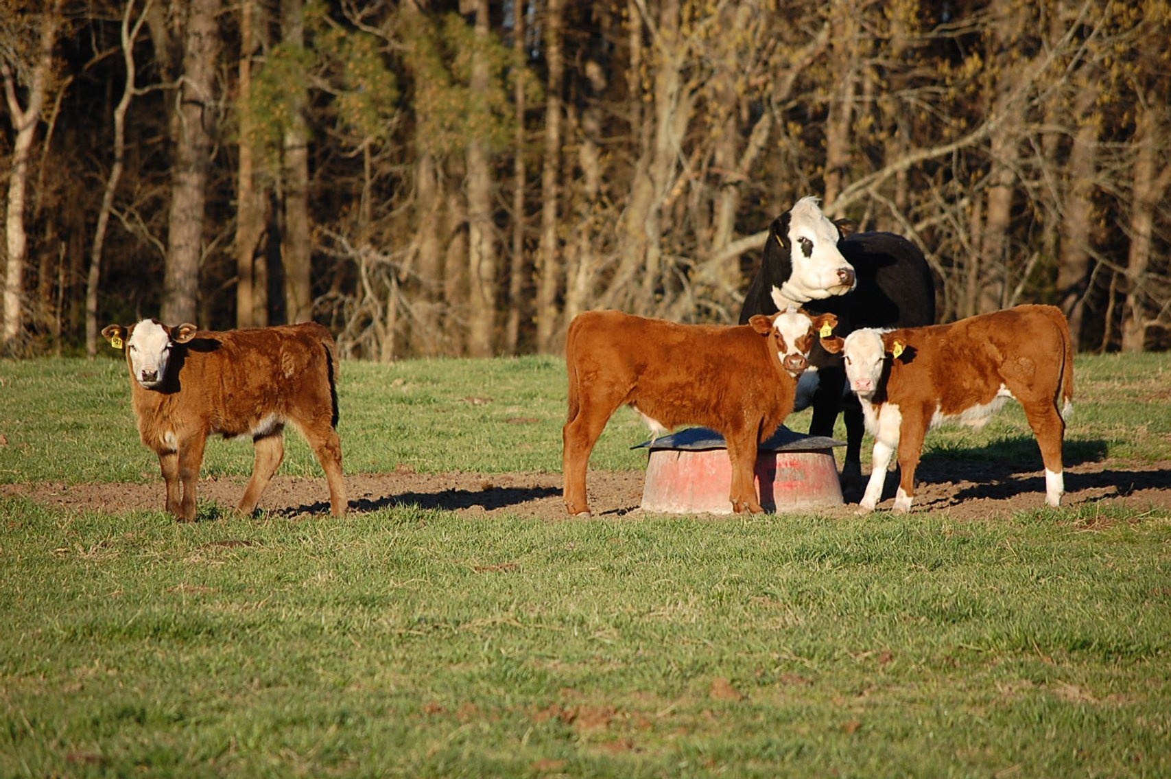 Image for CATTLE AUCTION - RIAN WILDER