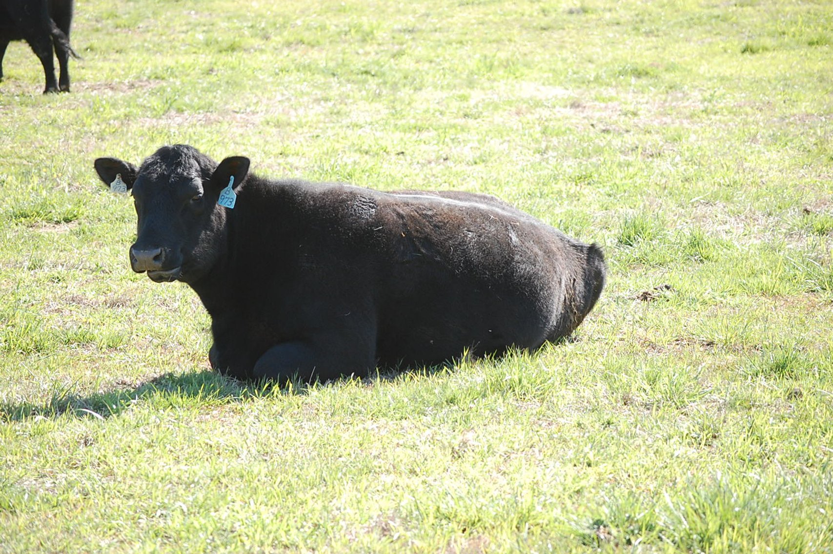 Image for CATTLE AUCTION - RIAN WILDER