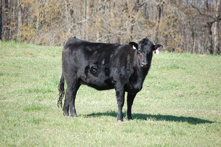 CATTLE AUCTION - RIAN WILDER