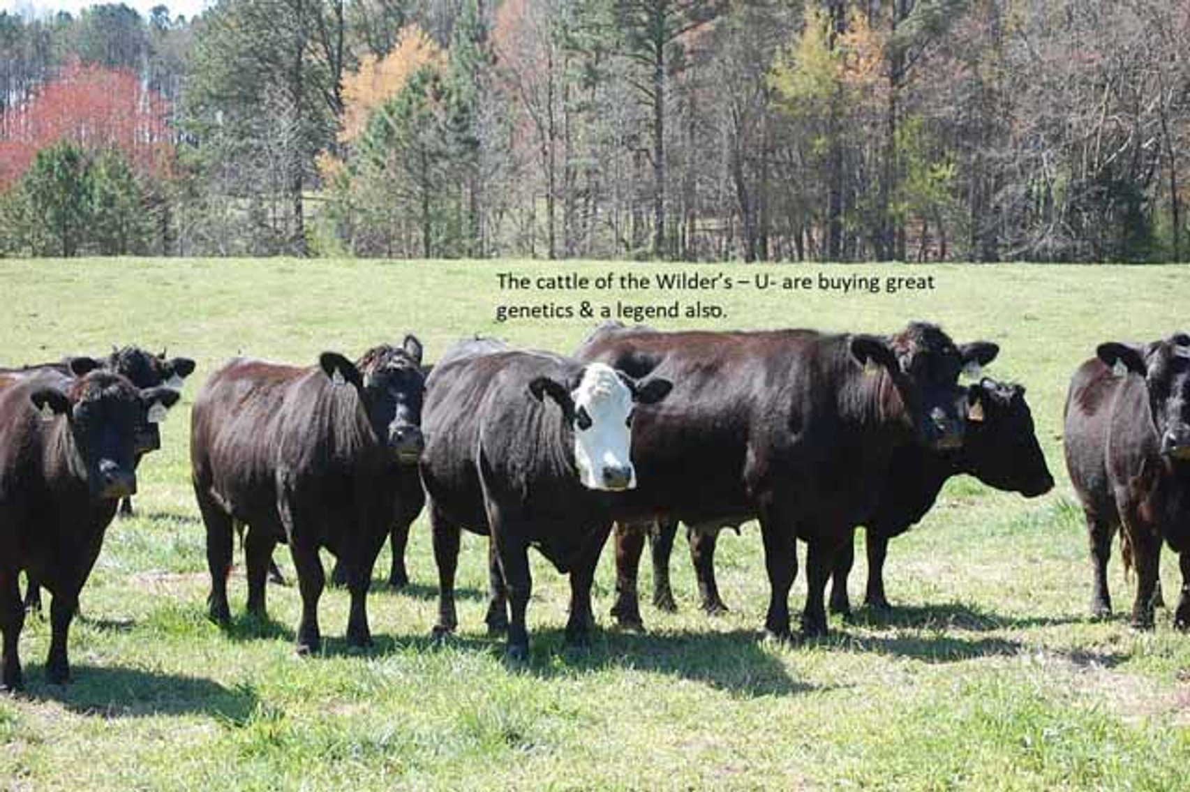 Image for CATTLE AUCTION - RIAN WILDER