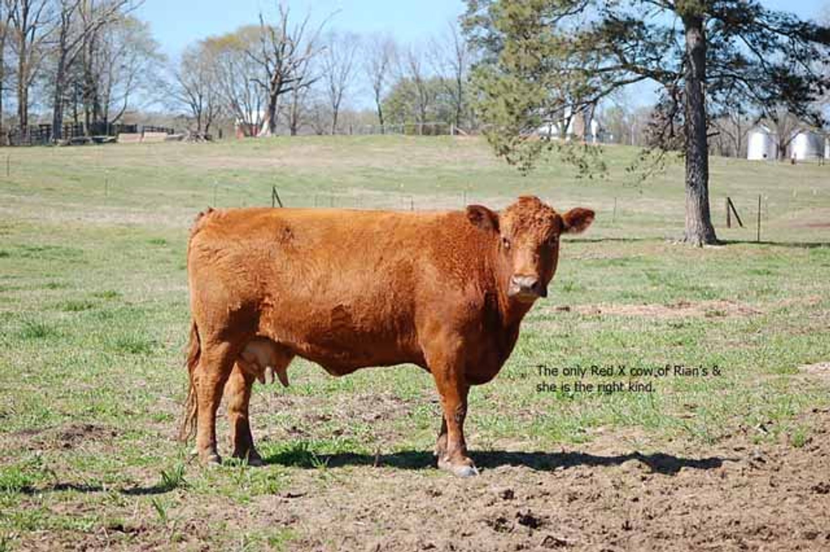 Image for CATTLE AUCTION - RIAN WILDER