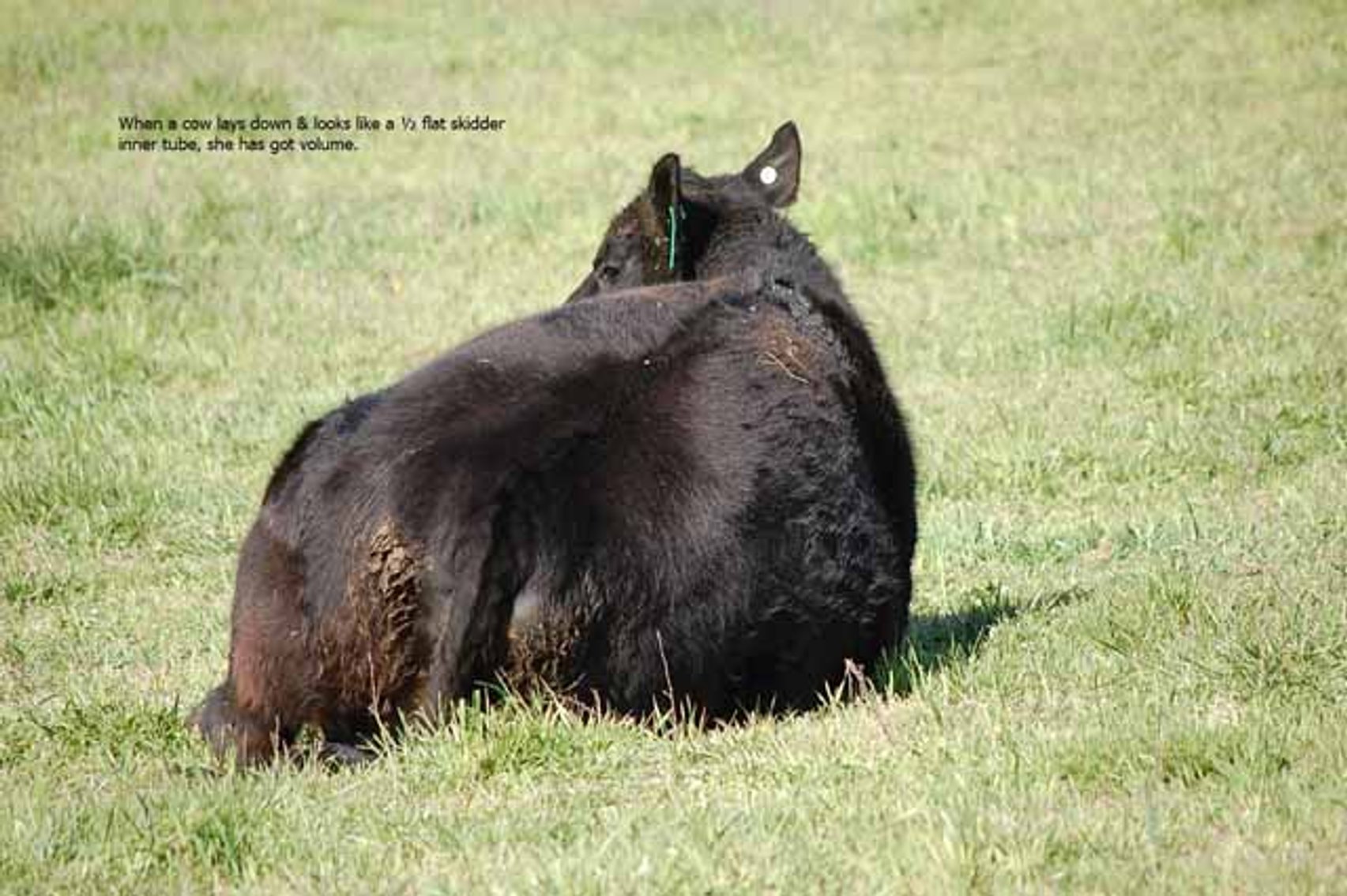 Image for CATTLE AUCTION - RIAN WILDER