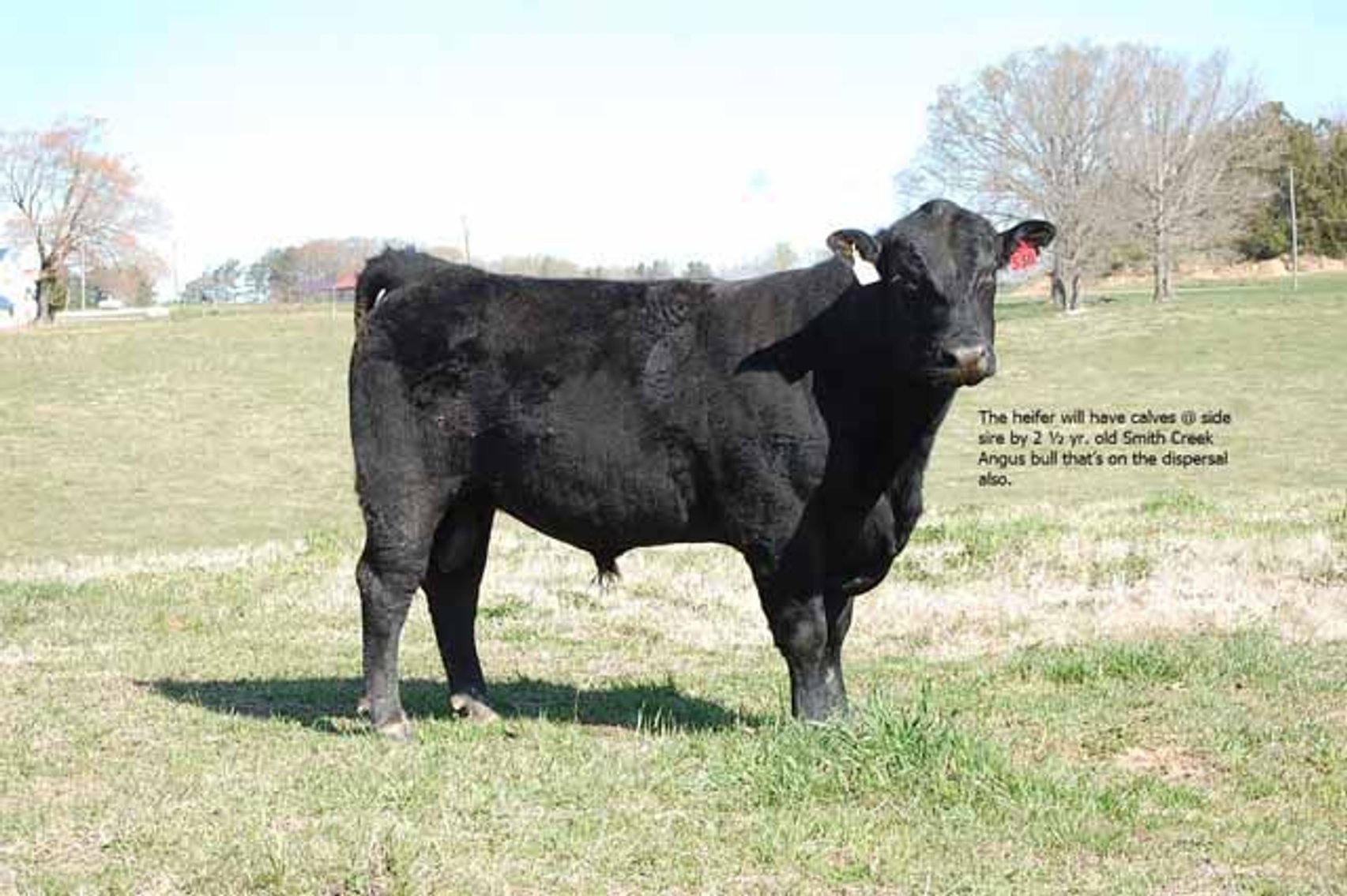 Image for CATTLE AUCTION - RIAN WILDER