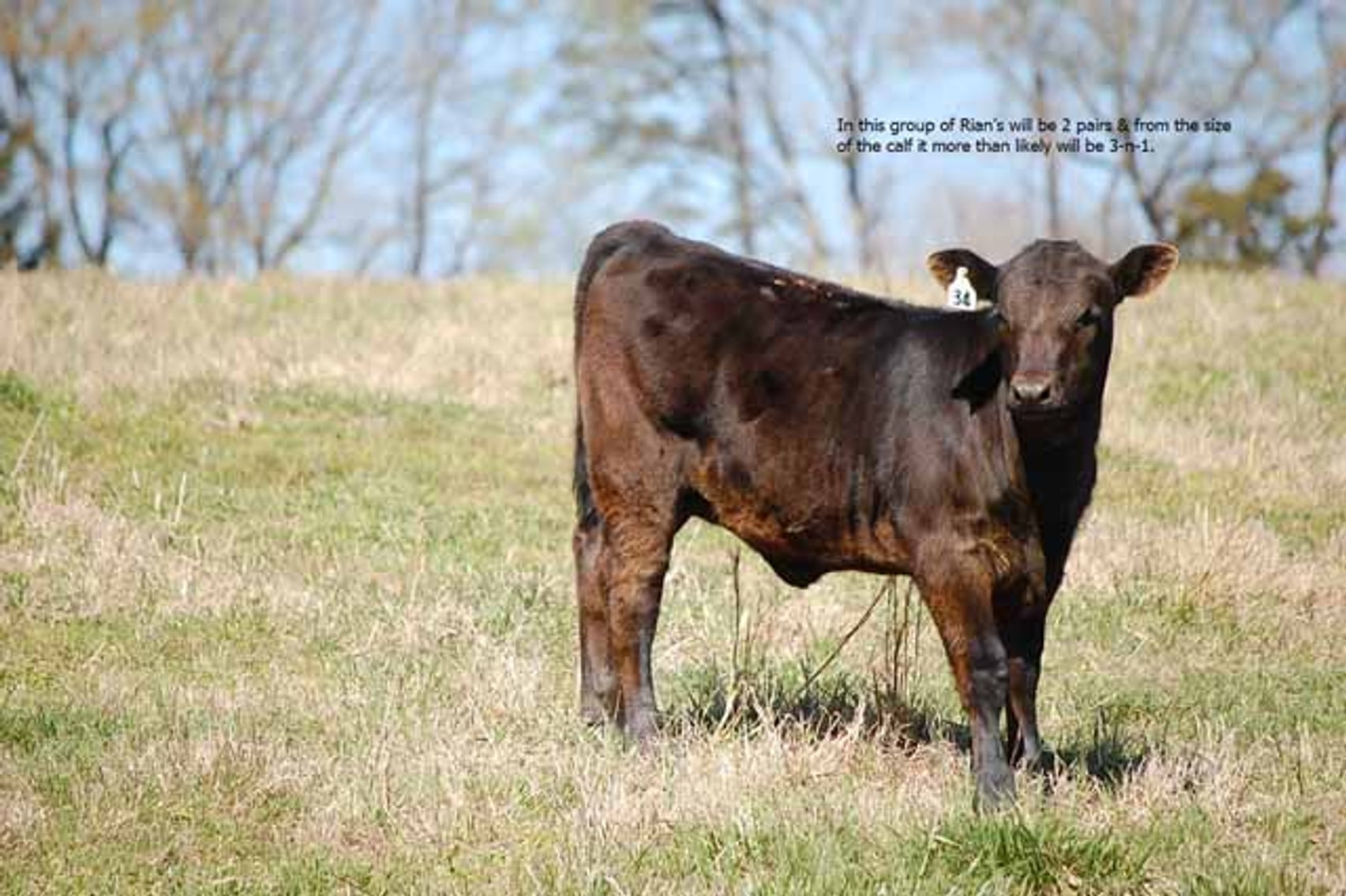 Image for CATTLE AUCTION - RIAN WILDER