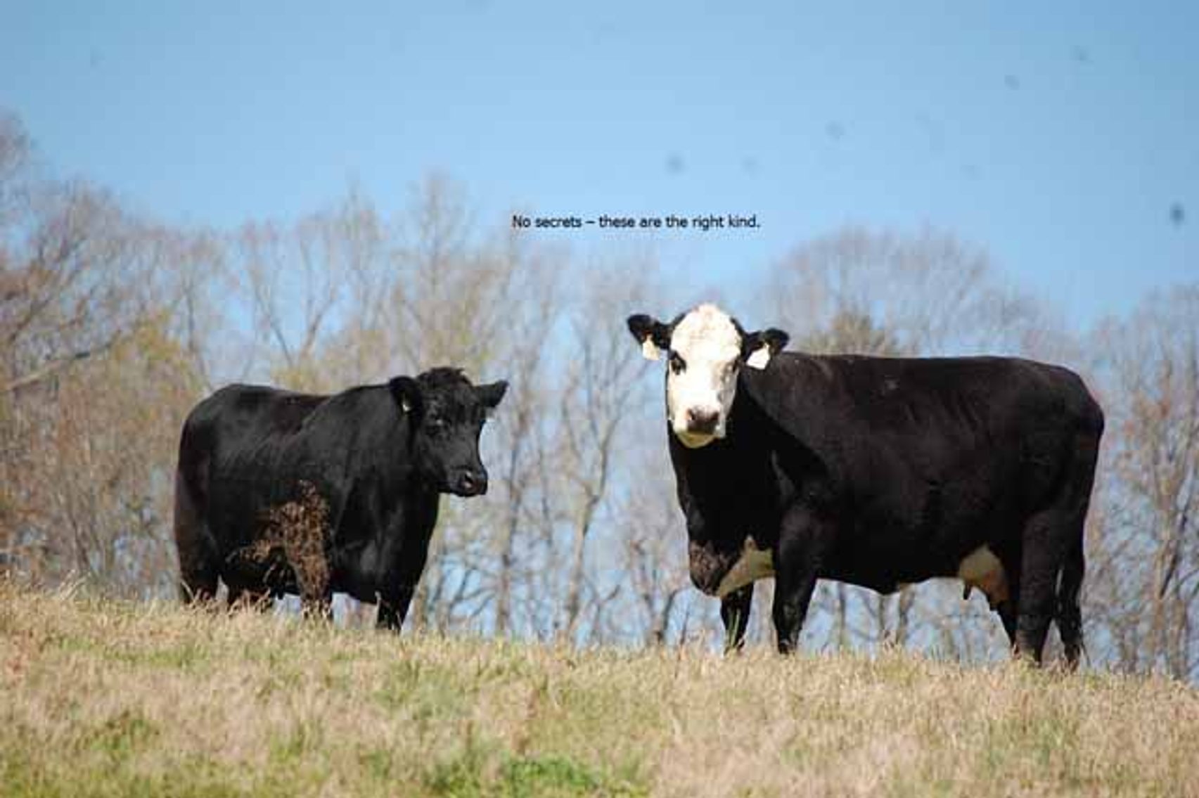 Image for CATTLE AUCTION - RIAN WILDER