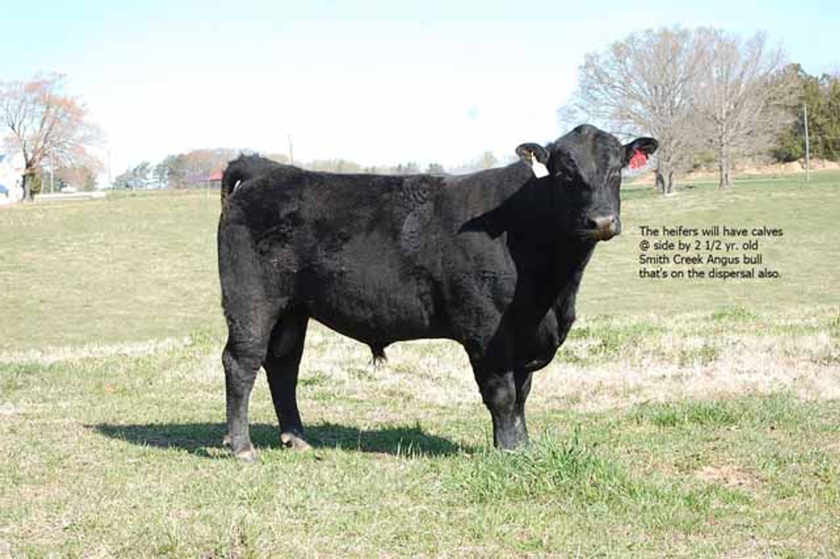 Image for CATTLE AUCTION - RIAN WILDER