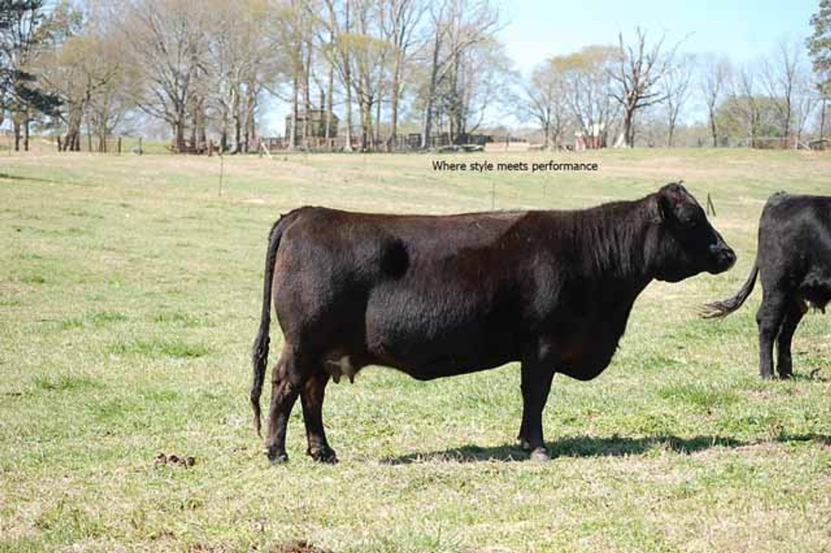 Image for CATTLE AUCTION - RIAN WILDER