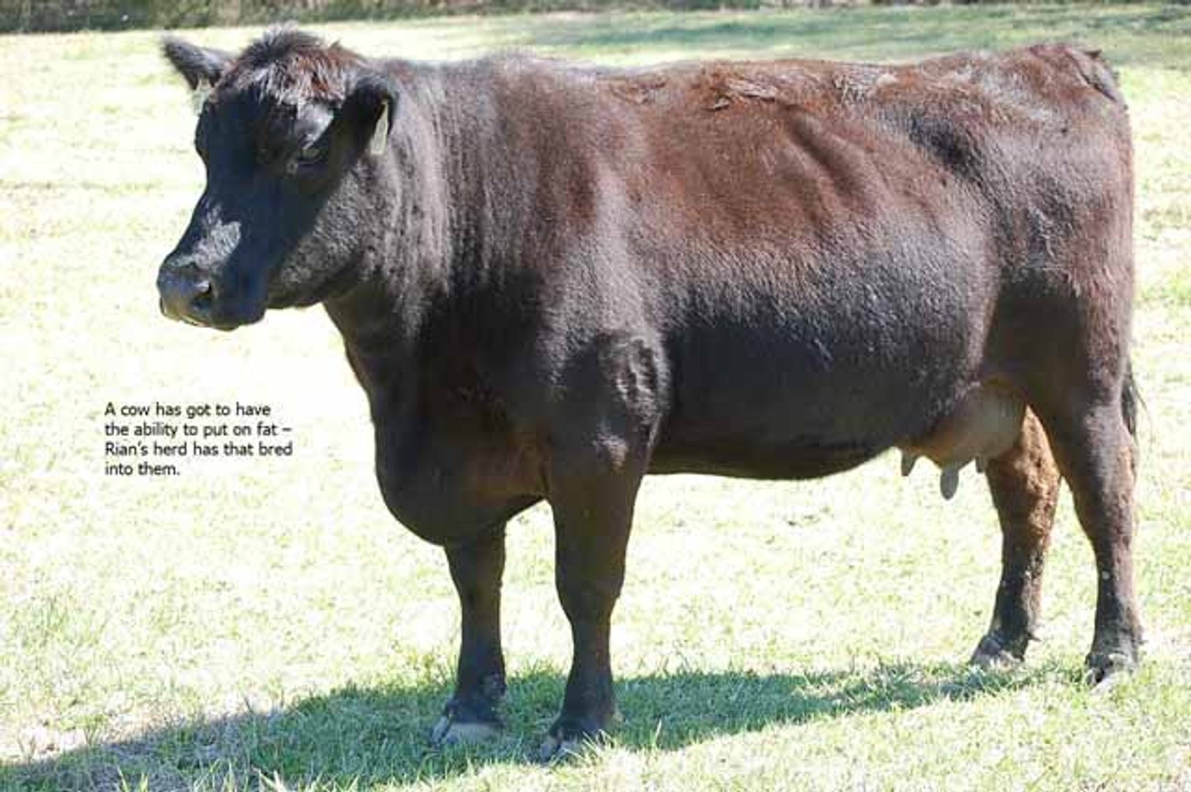 Image for CATTLE AUCTION - RIAN WILDER