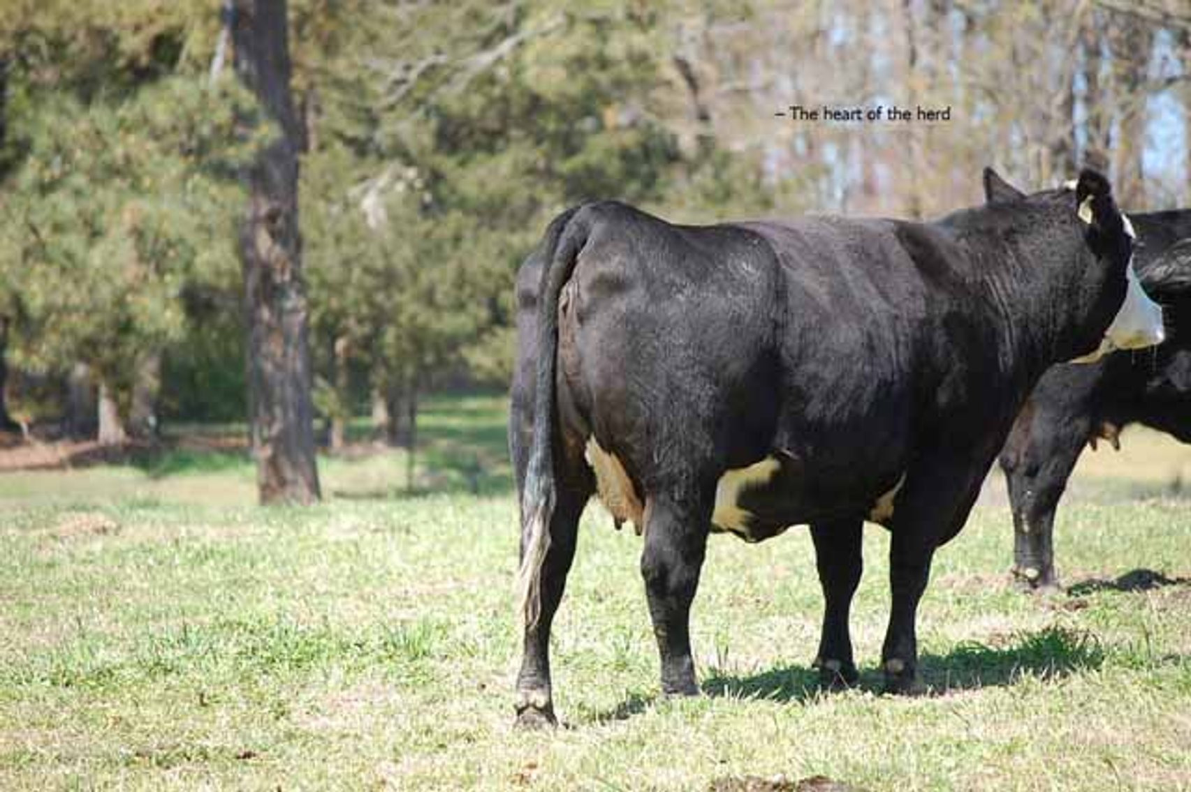 Image for CATTLE AUCTION - RIAN WILDER