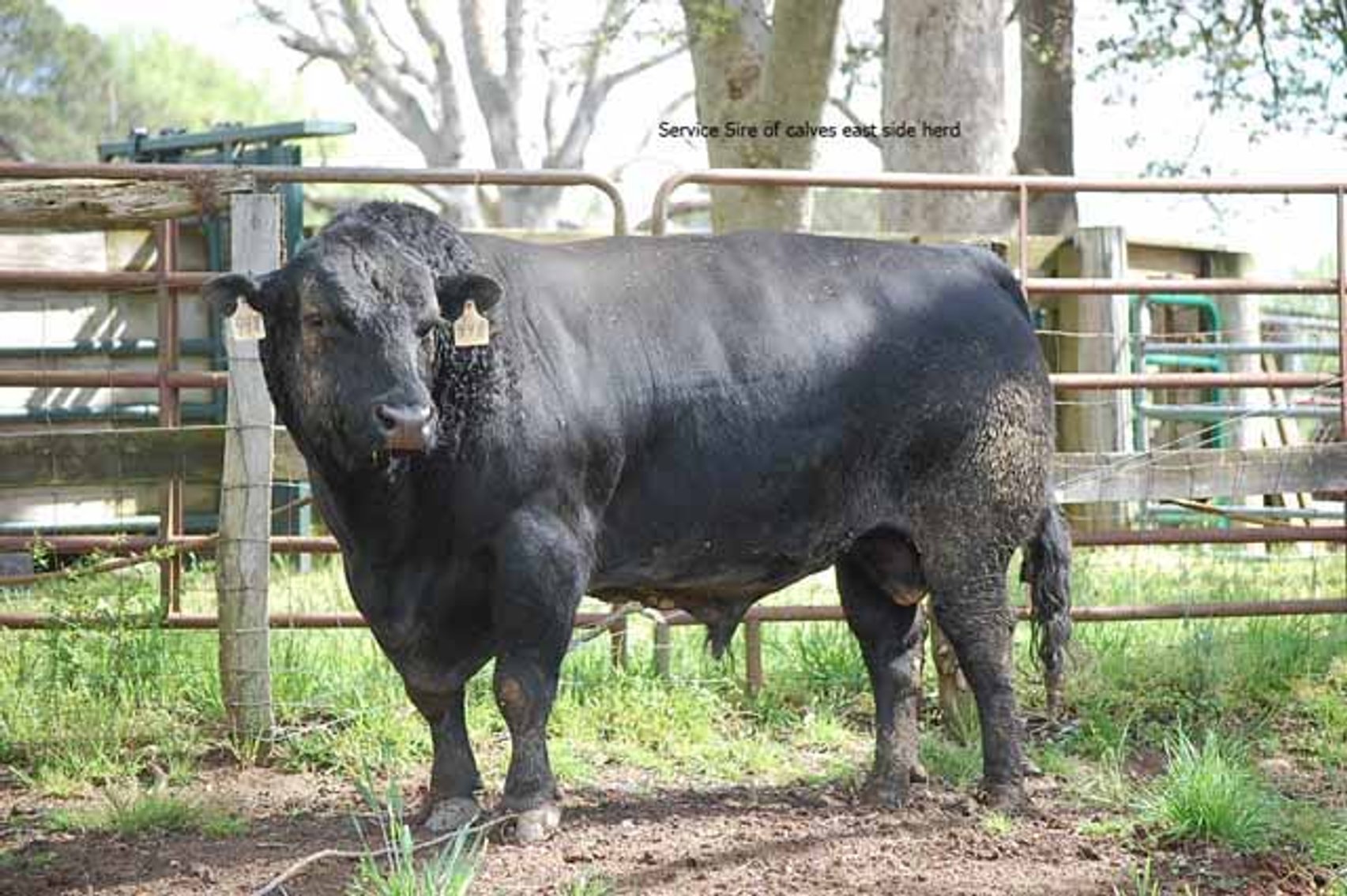 Image for CATTLE AUCTION - RIAN WILDER