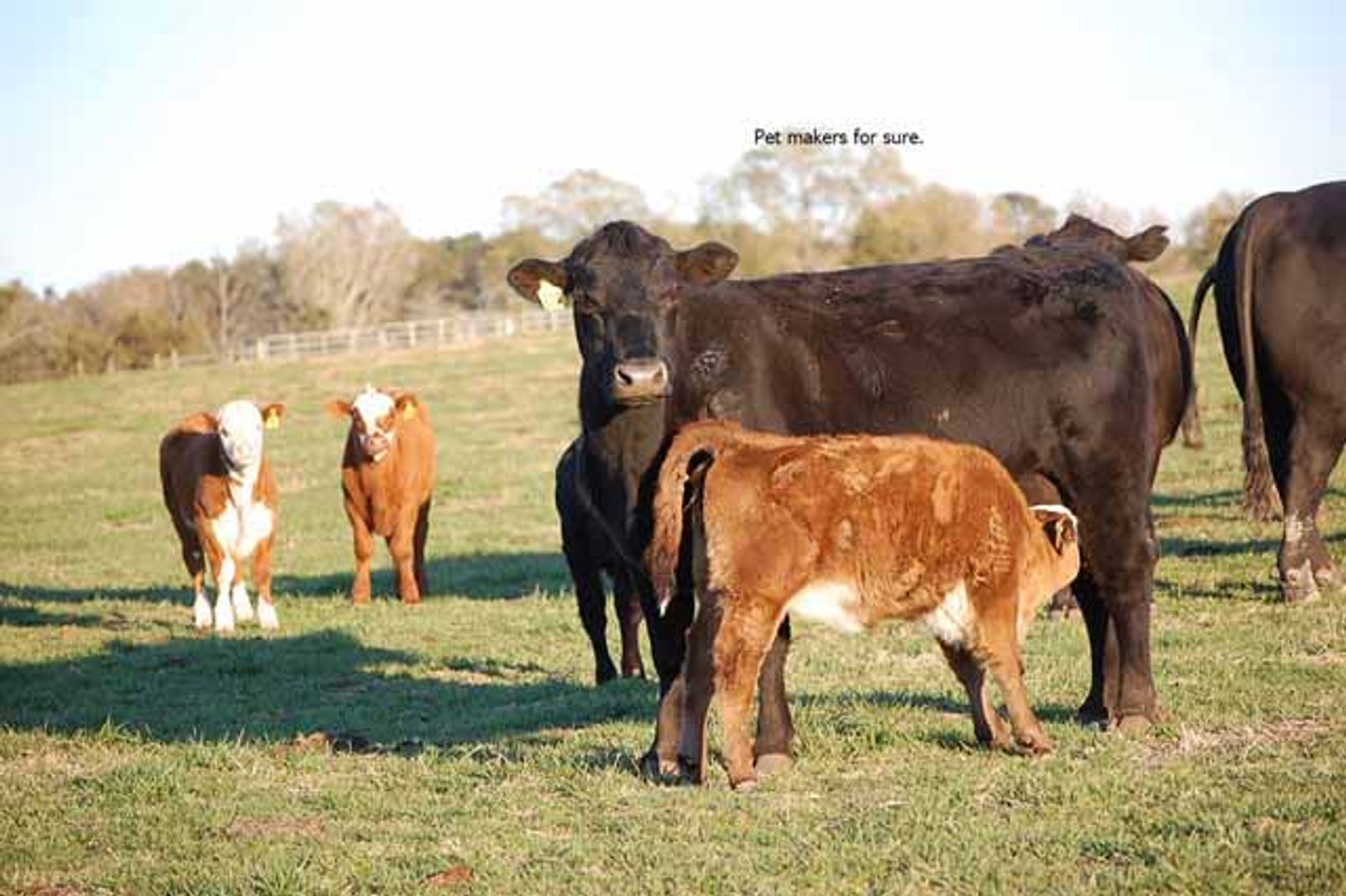 Image for CATTLE AUCTION - RIAN WILDER