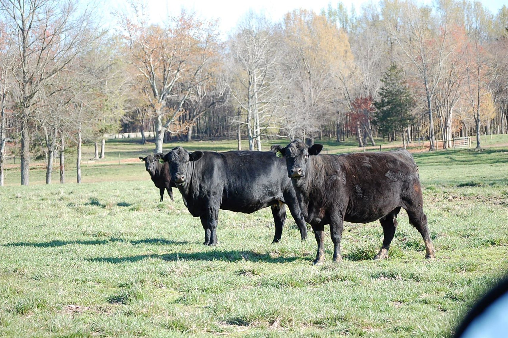 Image for CATTLE AUCTION - RIAN WILDER