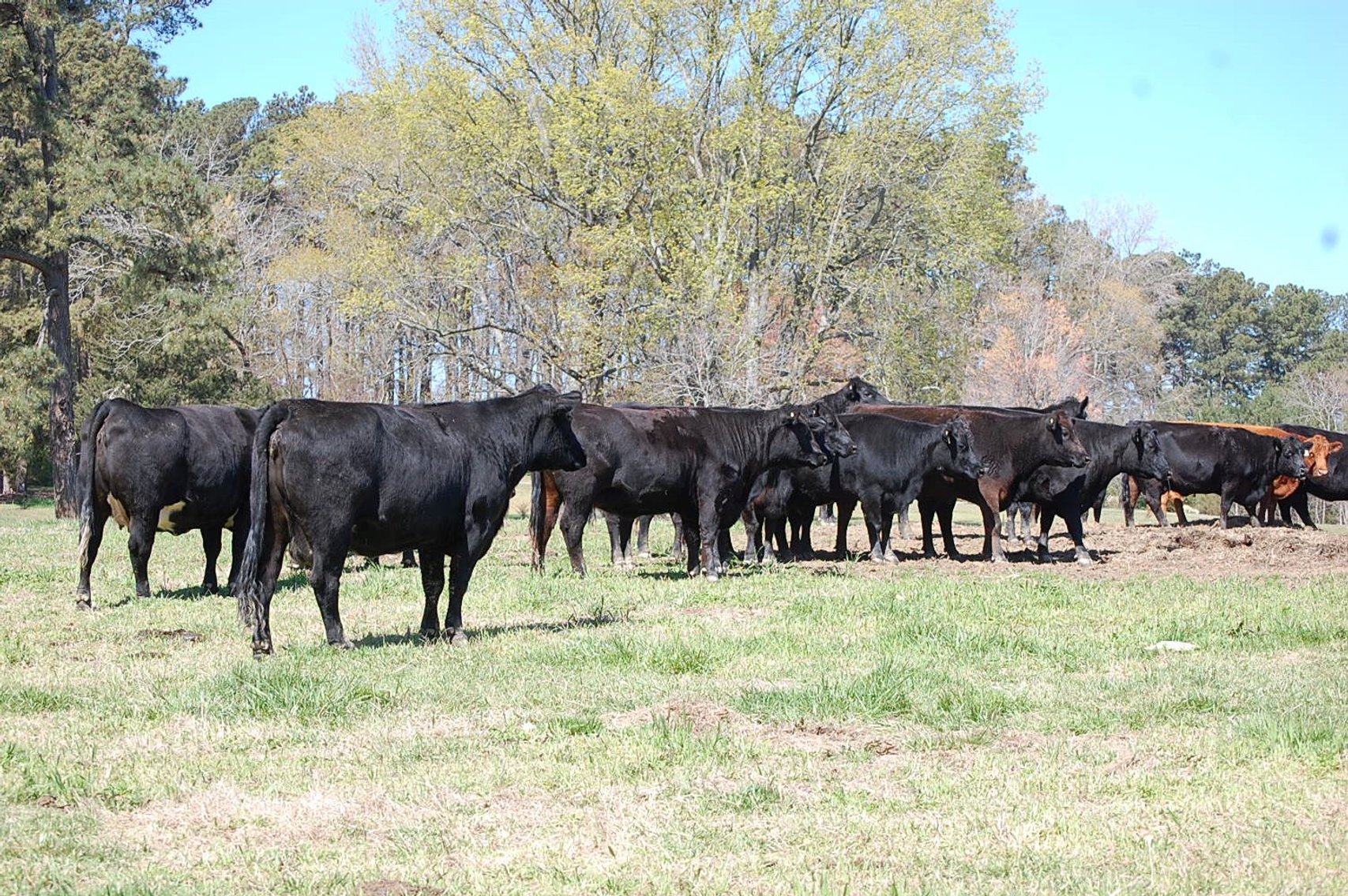 Image for CATTLE AUCTION - RIAN WILDER