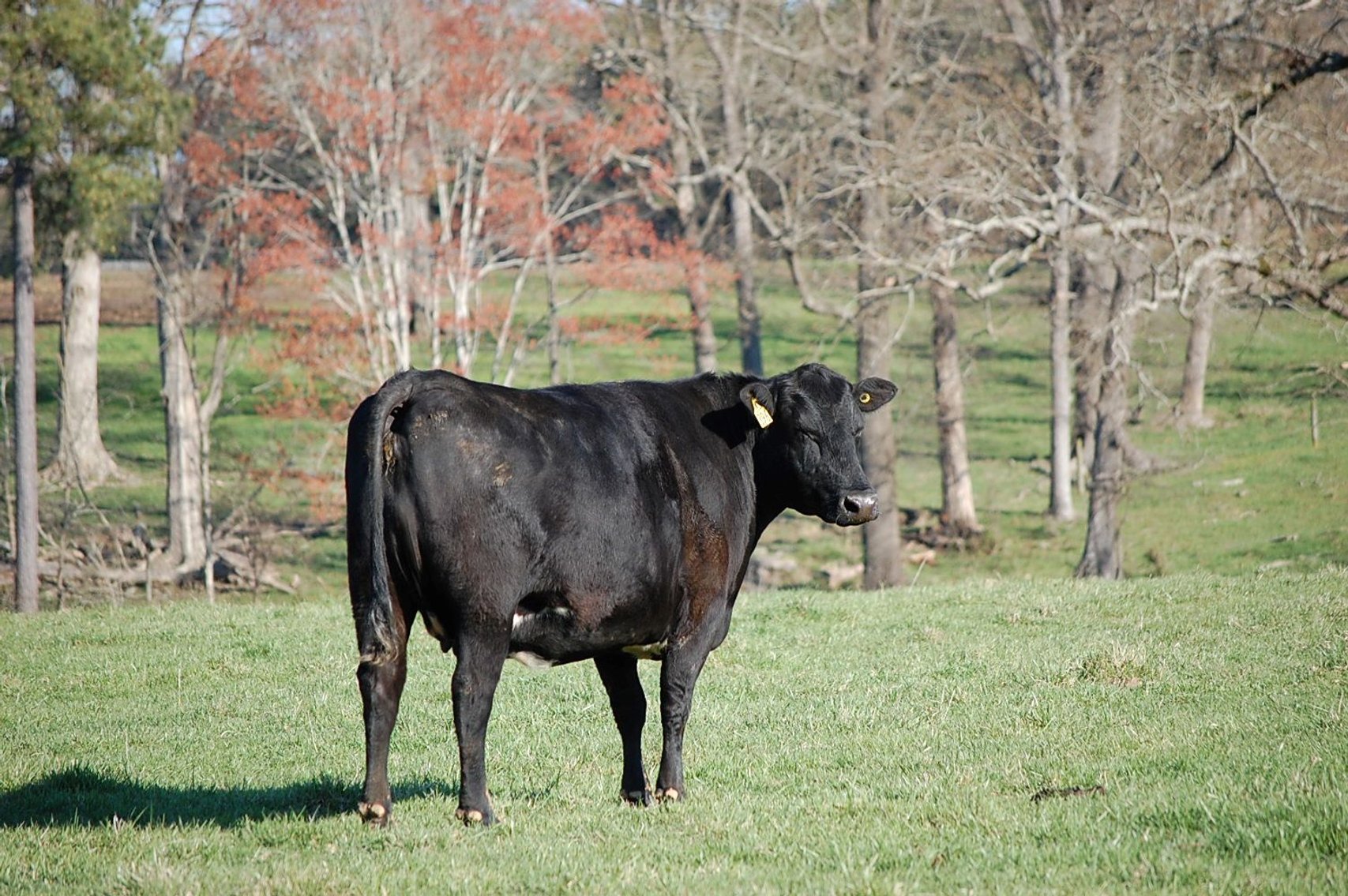 Image for CATTLE AUCTION - RIAN WILDER