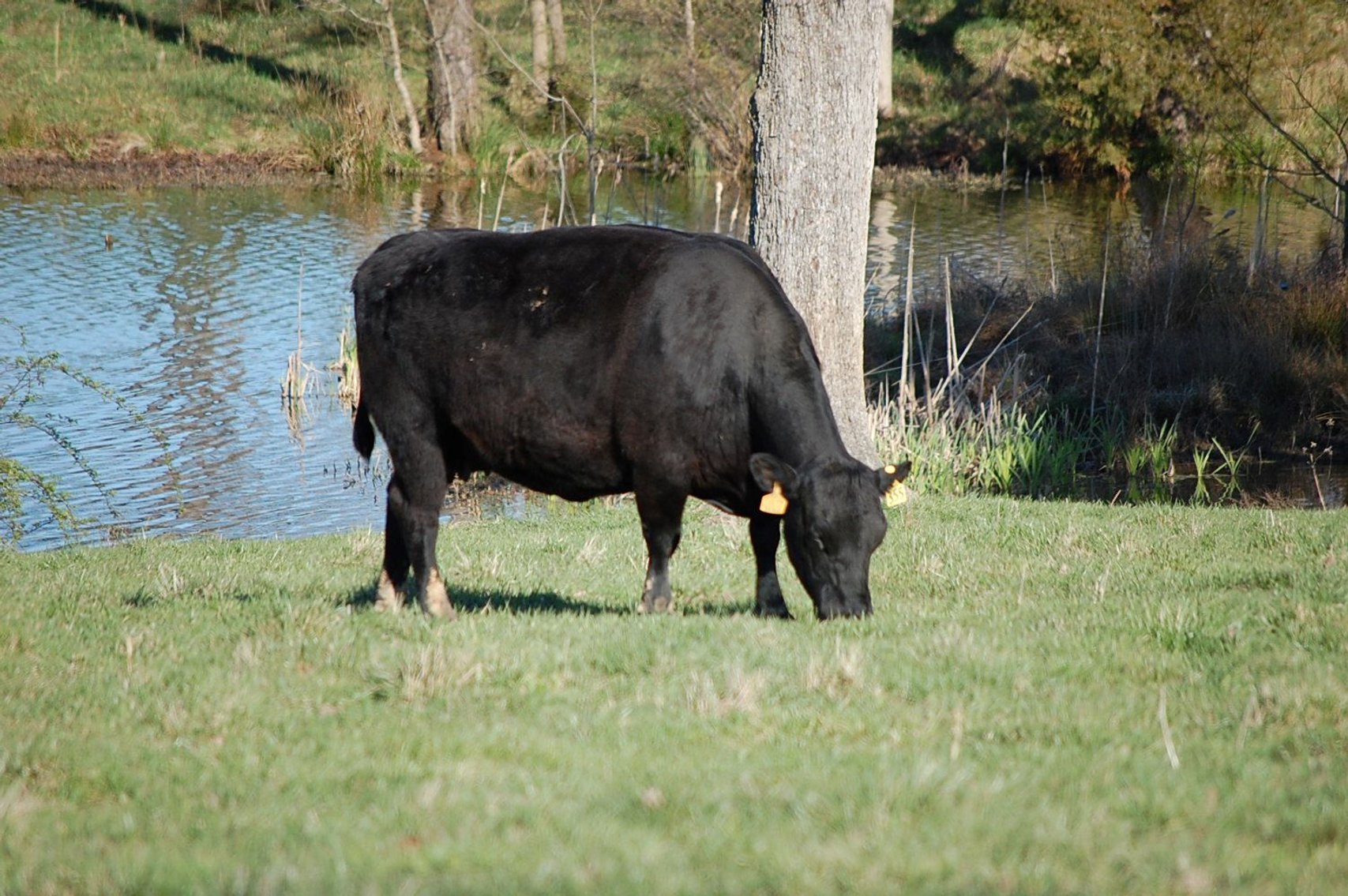 Image for CATTLE AUCTION - RIAN WILDER