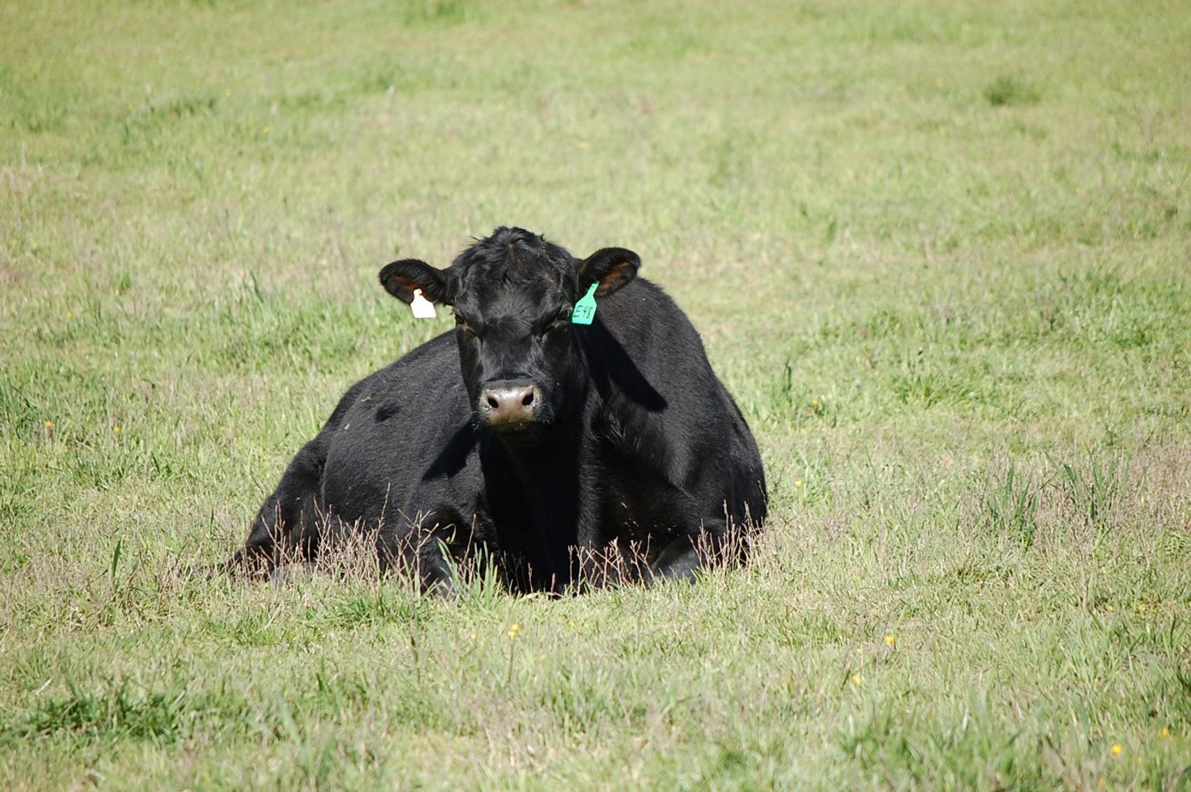 Image for CATTLE AUCTION - RIAN WILDER