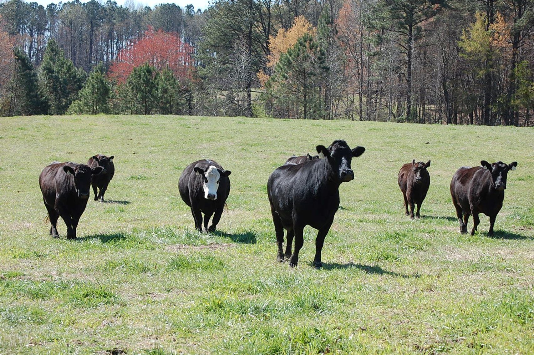 Image for CATTLE AUCTION - RIAN WILDER