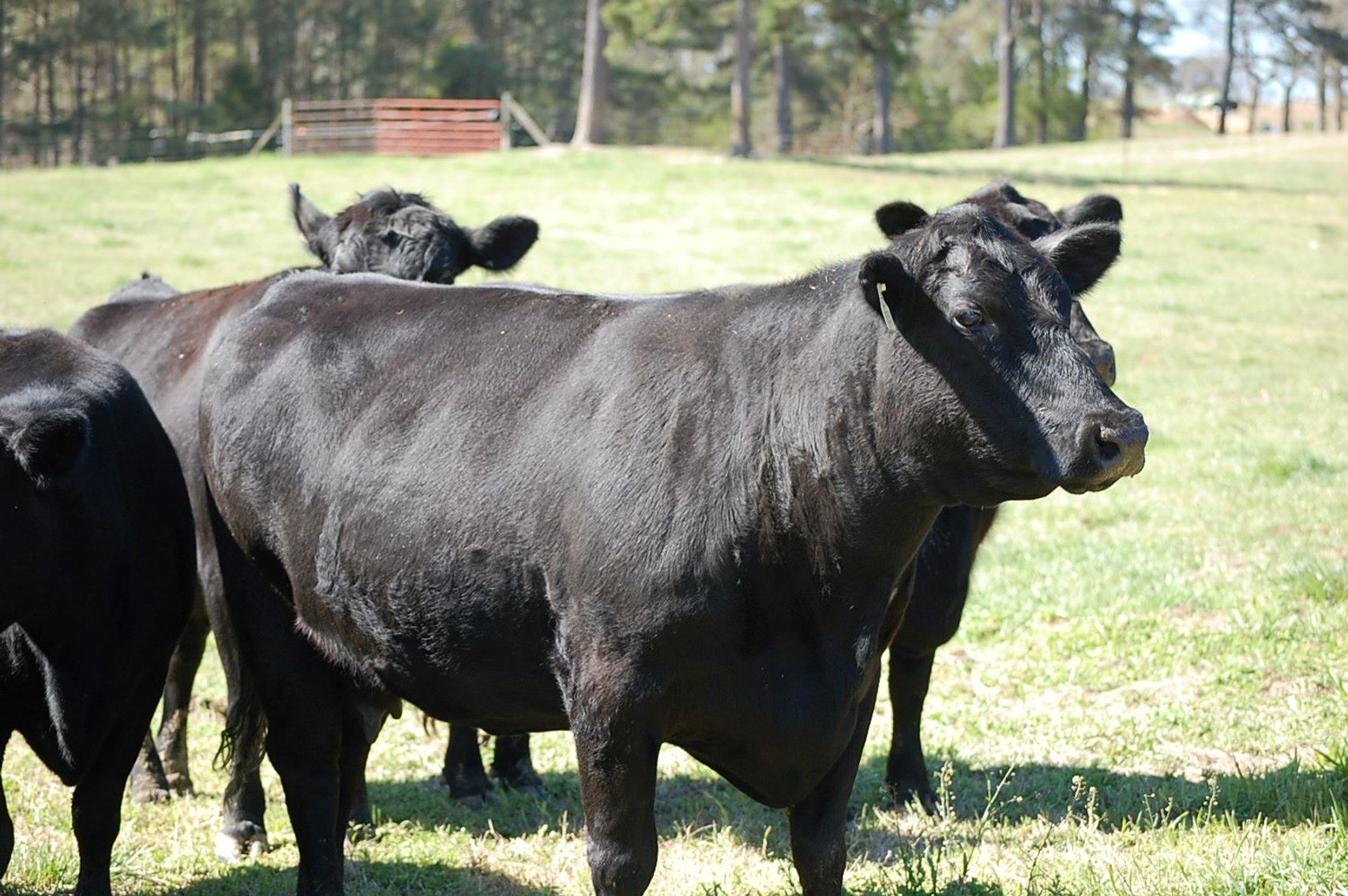 Image for CATTLE AUCTION - RIAN WILDER