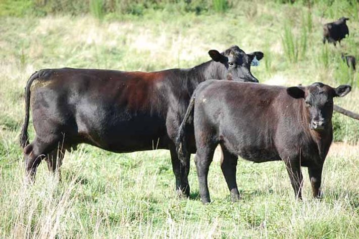 Complete Cattle Dispersal - Sam Daneil - Fox Run Farm