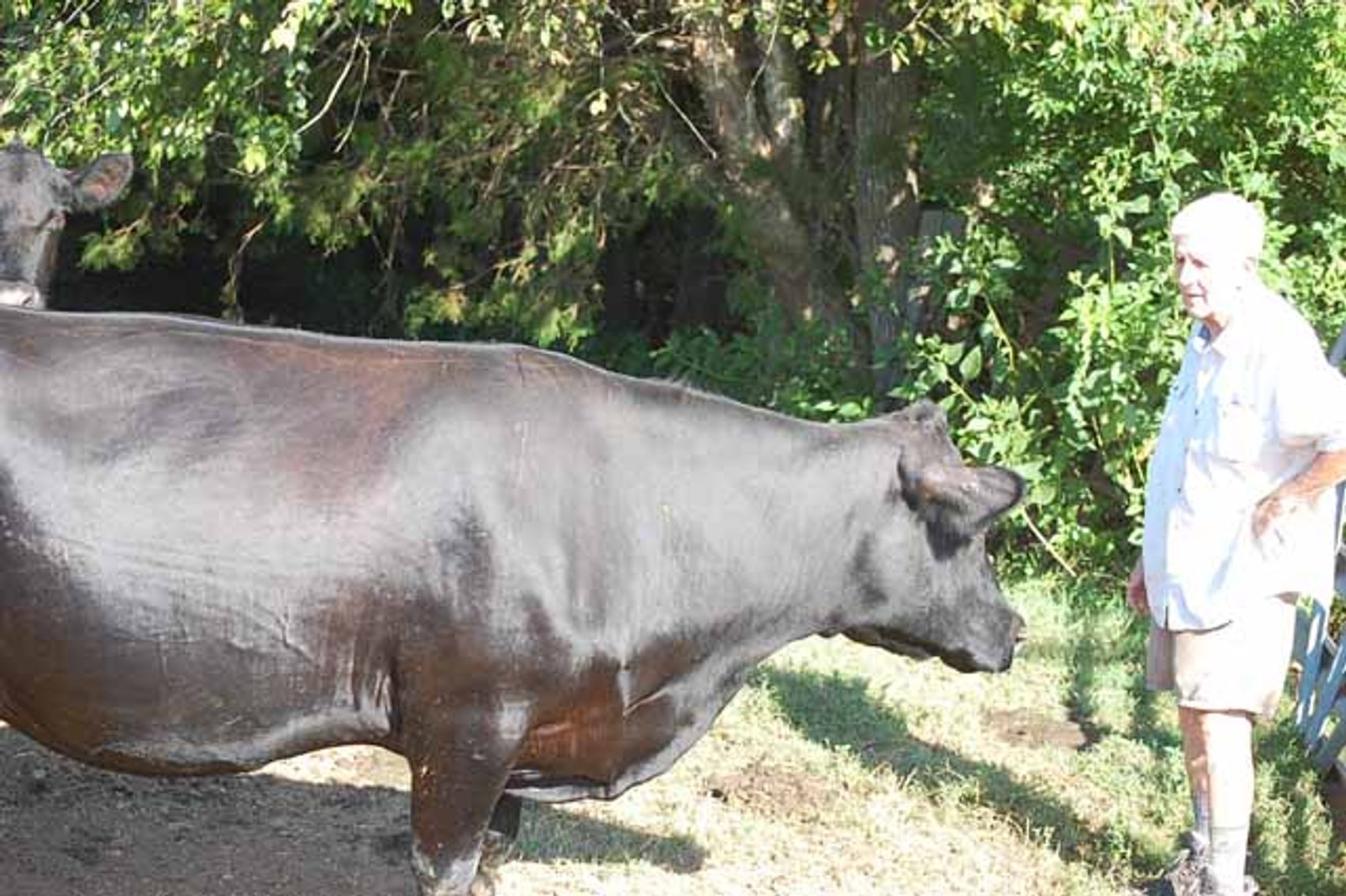 Image for Complete Cattle Dispersal - Sam Daneil - Fox Run Farm