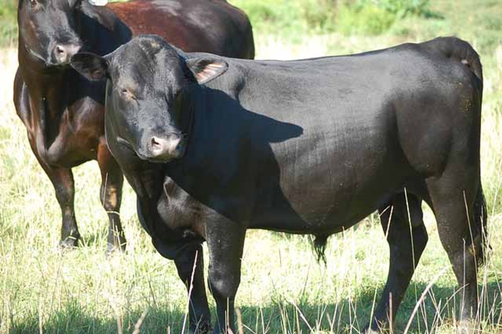 Image for Complete Cattle Dispersal - Sam Daneil - Fox Run Farm