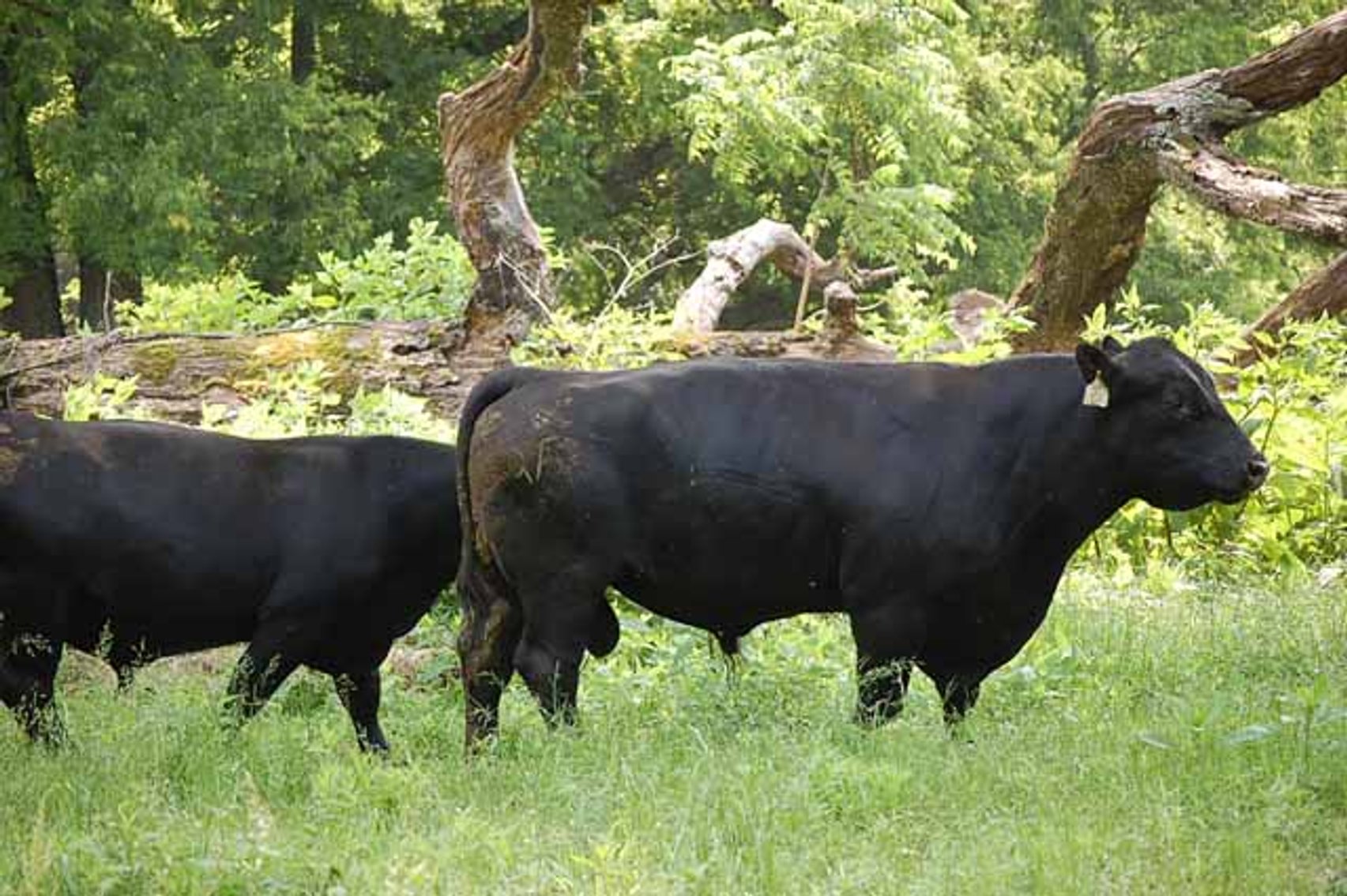 Image for Complete Cattle Dispersal - Sam Daneil - Fox Run Farm