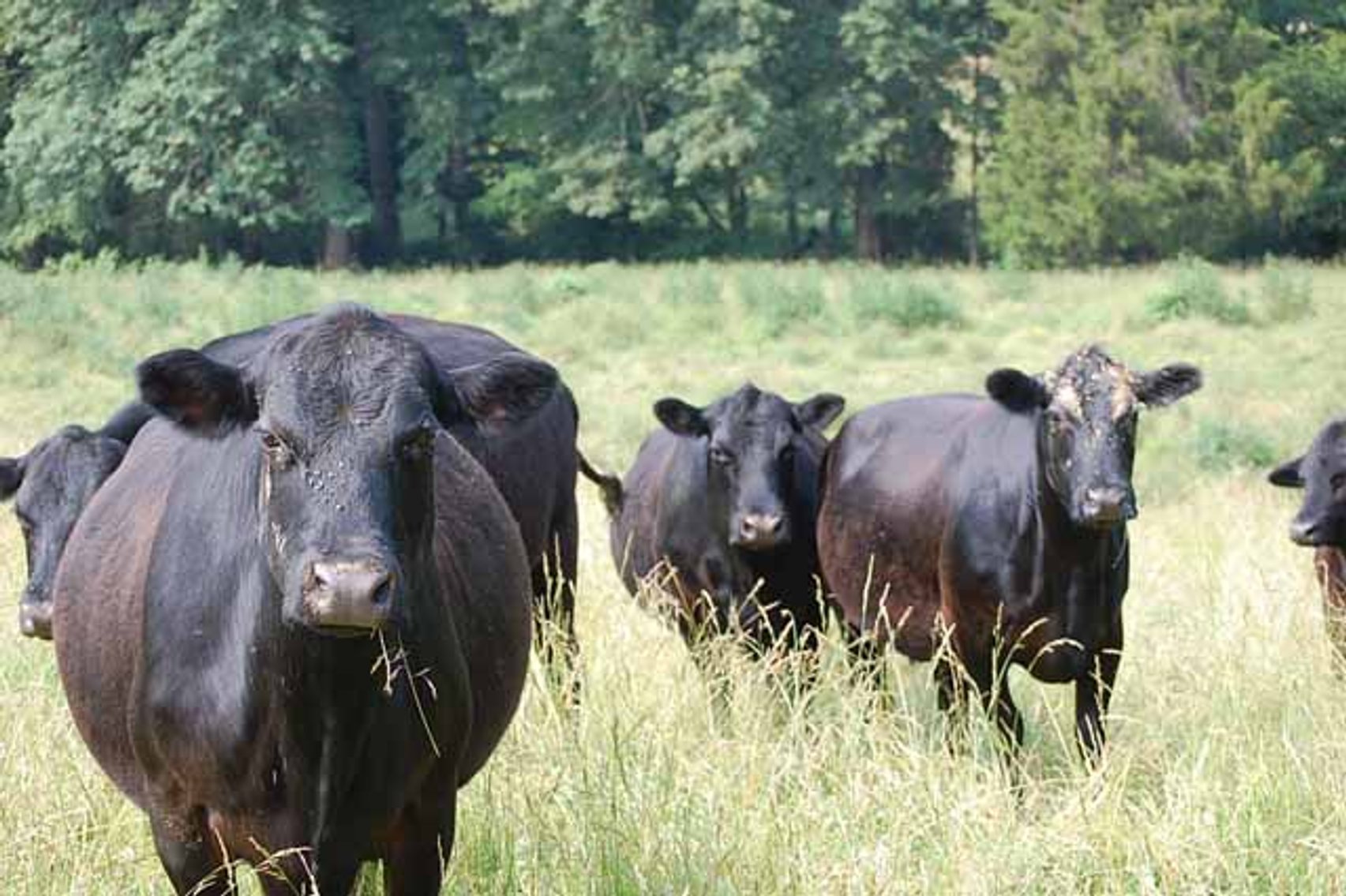 Image for Complete Cattle Dispersal - Sam Daneil - Fox Run Farm